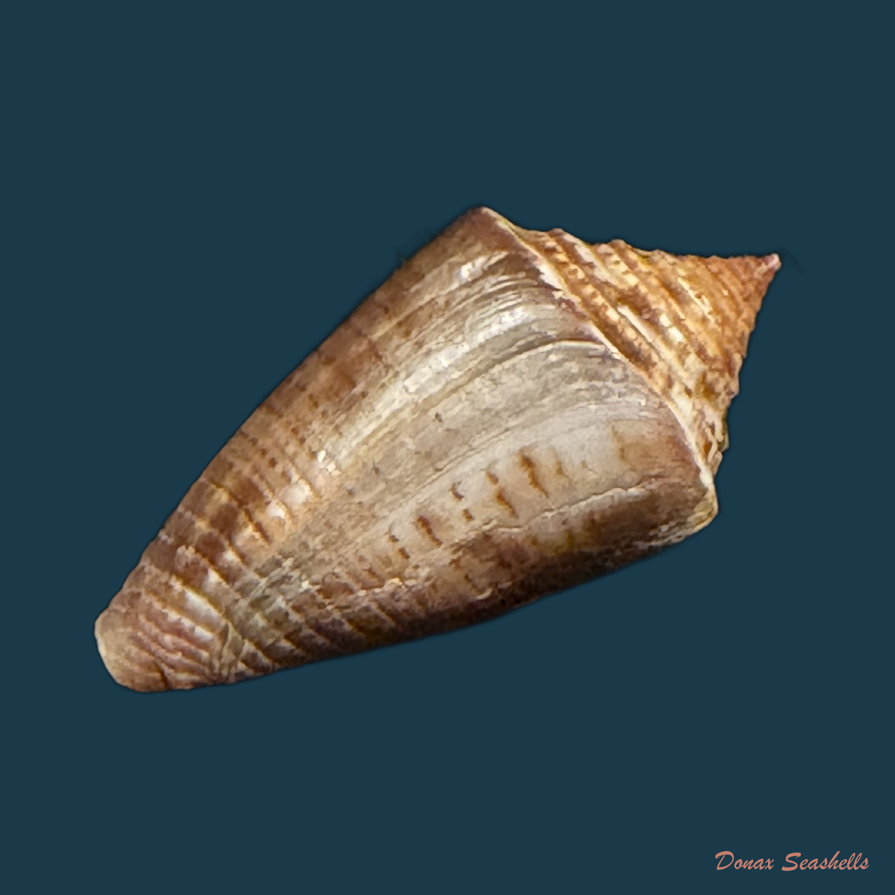 Conasprella simonei (Petuch & R. F. Myers, 2014) - 28,1mm