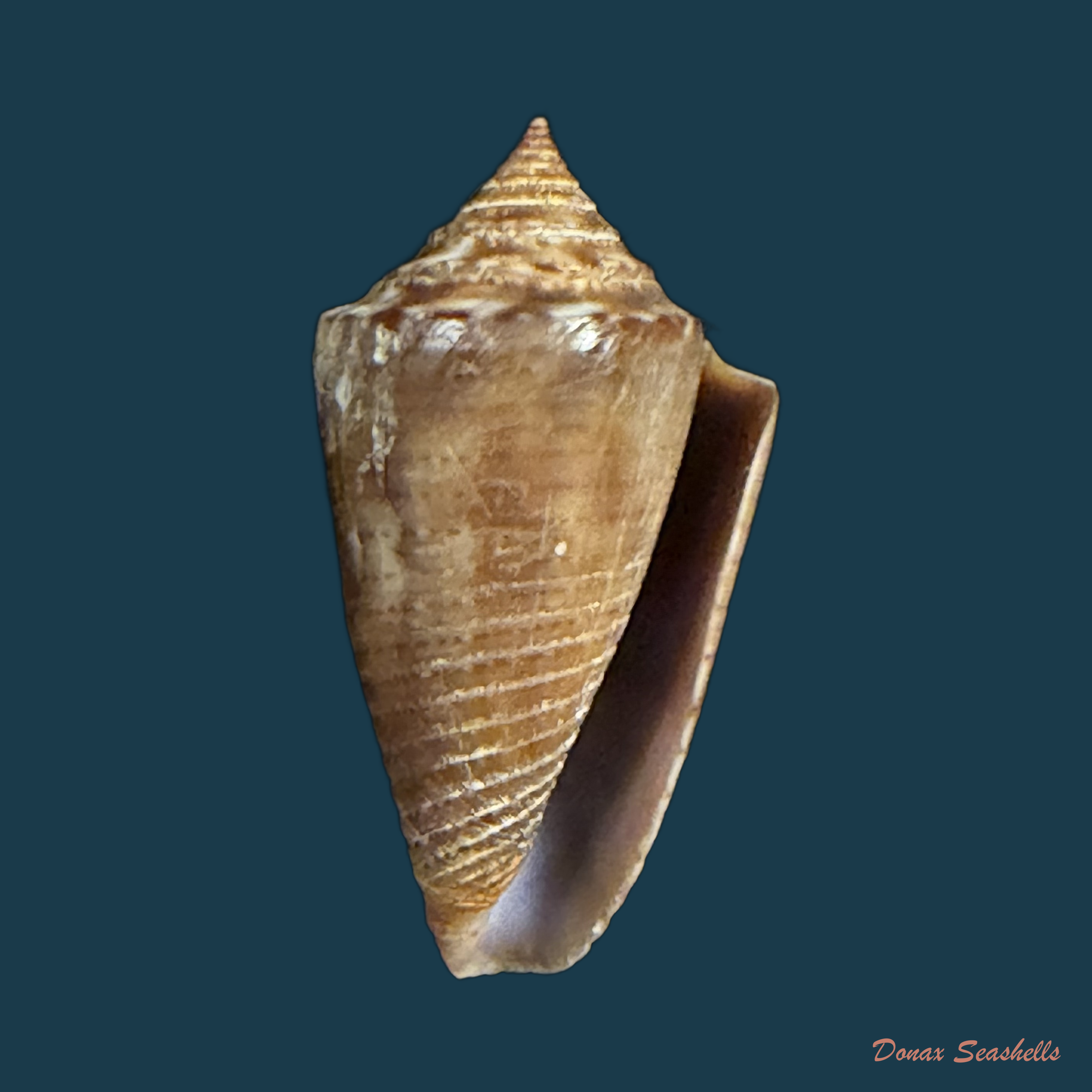 Conasprella simonei (Petuch & R. F. Myers, 2014) - 28,1mm