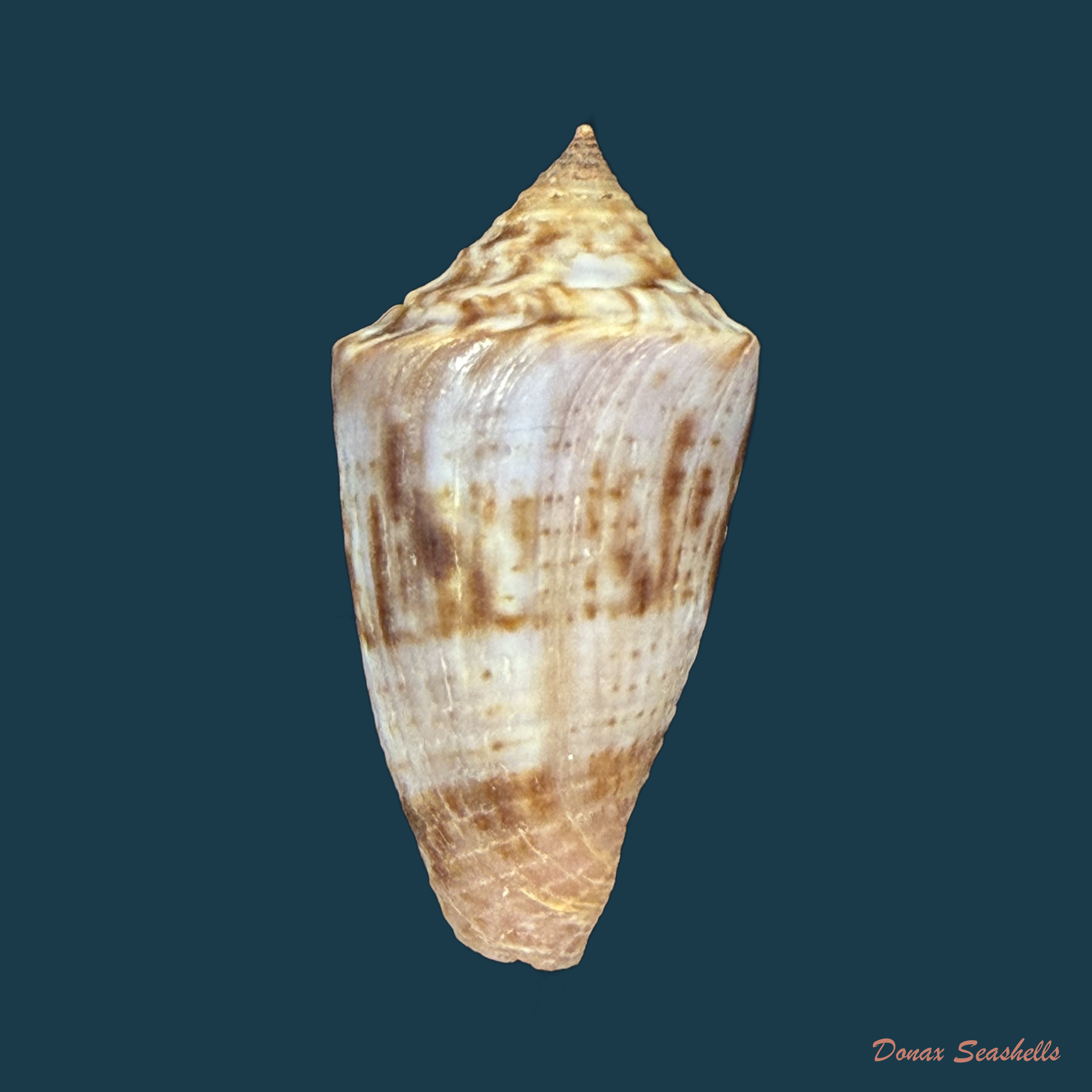 Conasprella simonei (Petuch & R. F. Myers, 2014) - 27,6mm