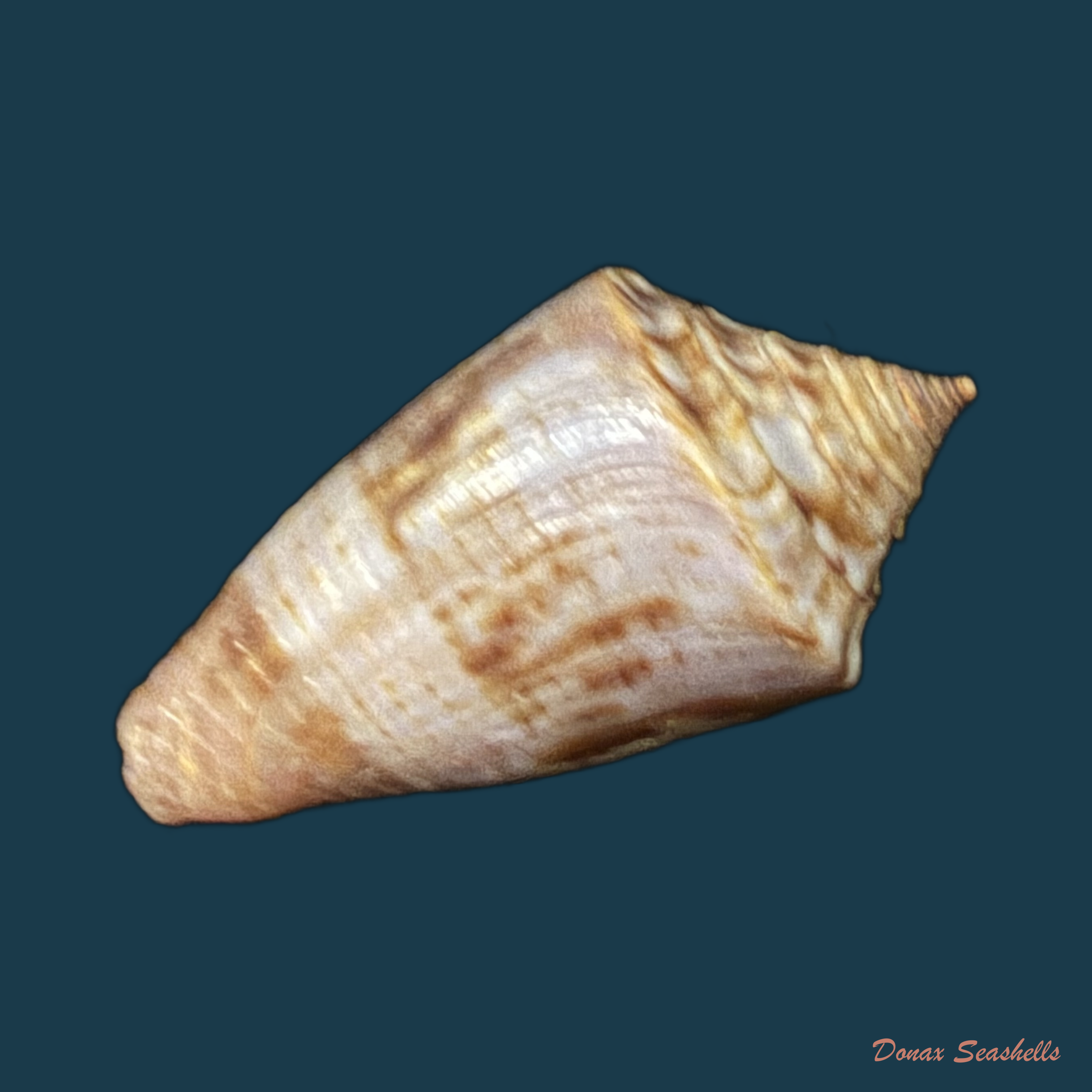 Conasprella simonei (Petuch & R. F. Myers, 2014) - 27,6mm