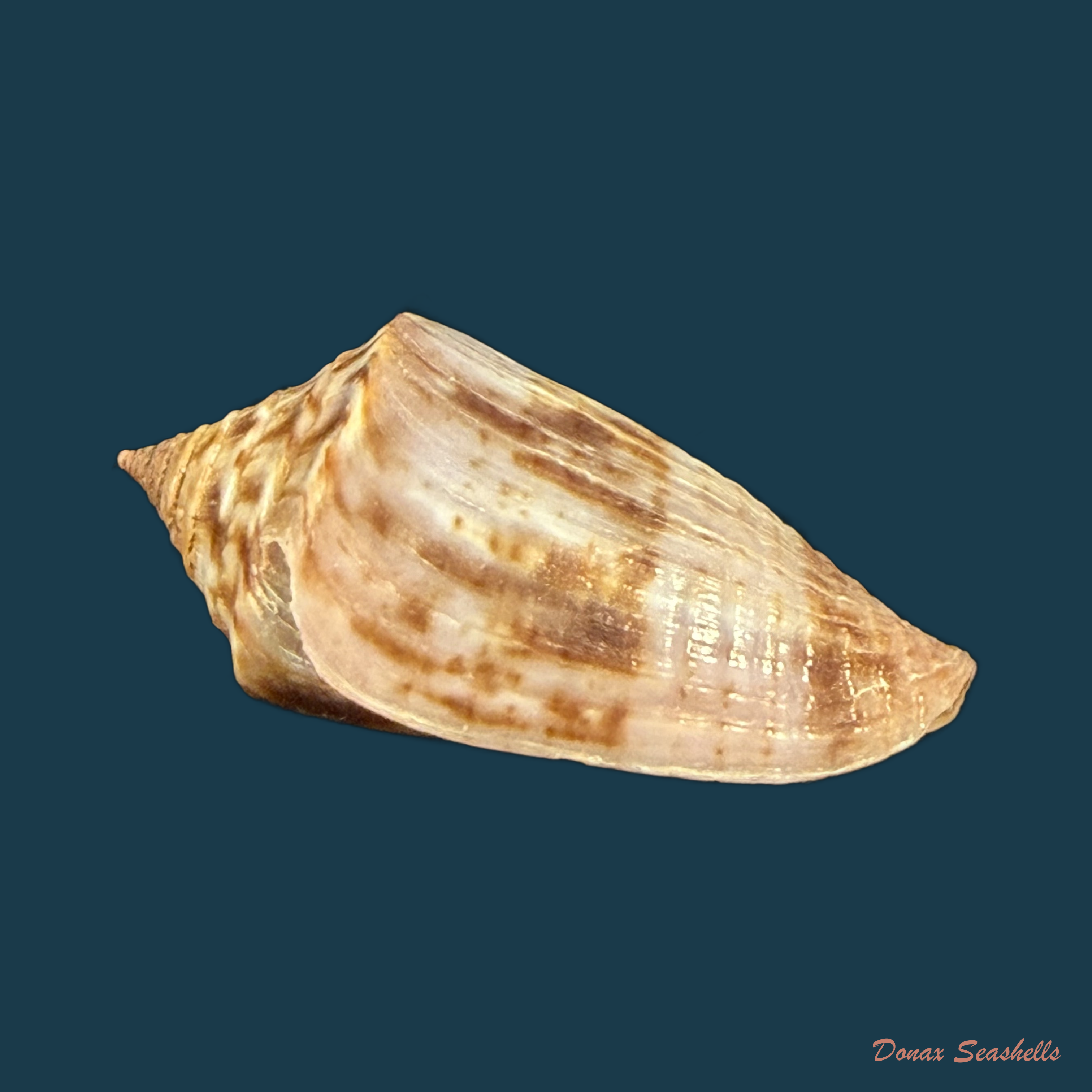 Conasprella simonei (Petuch & R. F. Myers, 2014) - 27,6mm