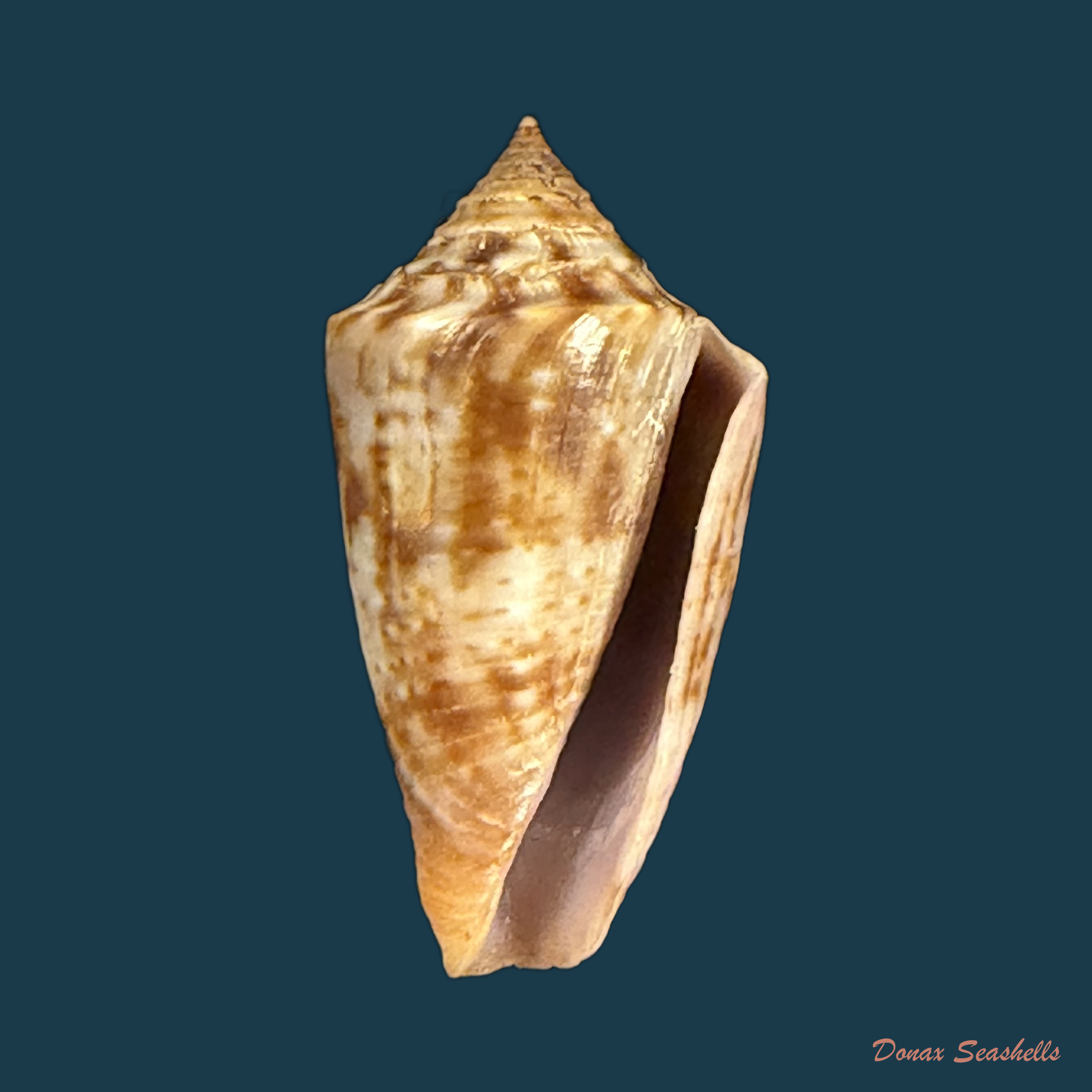 Conasprella simonei (Petuch & R. F. Myers, 2014) - 27,6mm