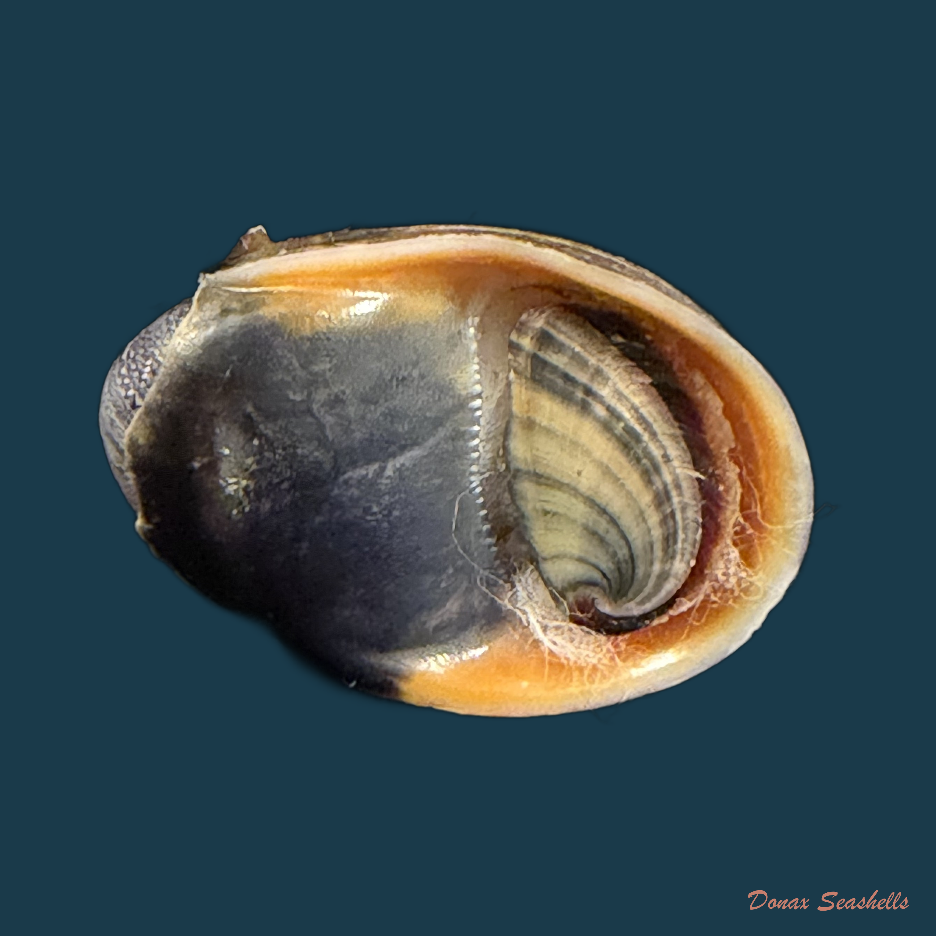 Neritina petitii (Récluz, 1841) - 30,9mm