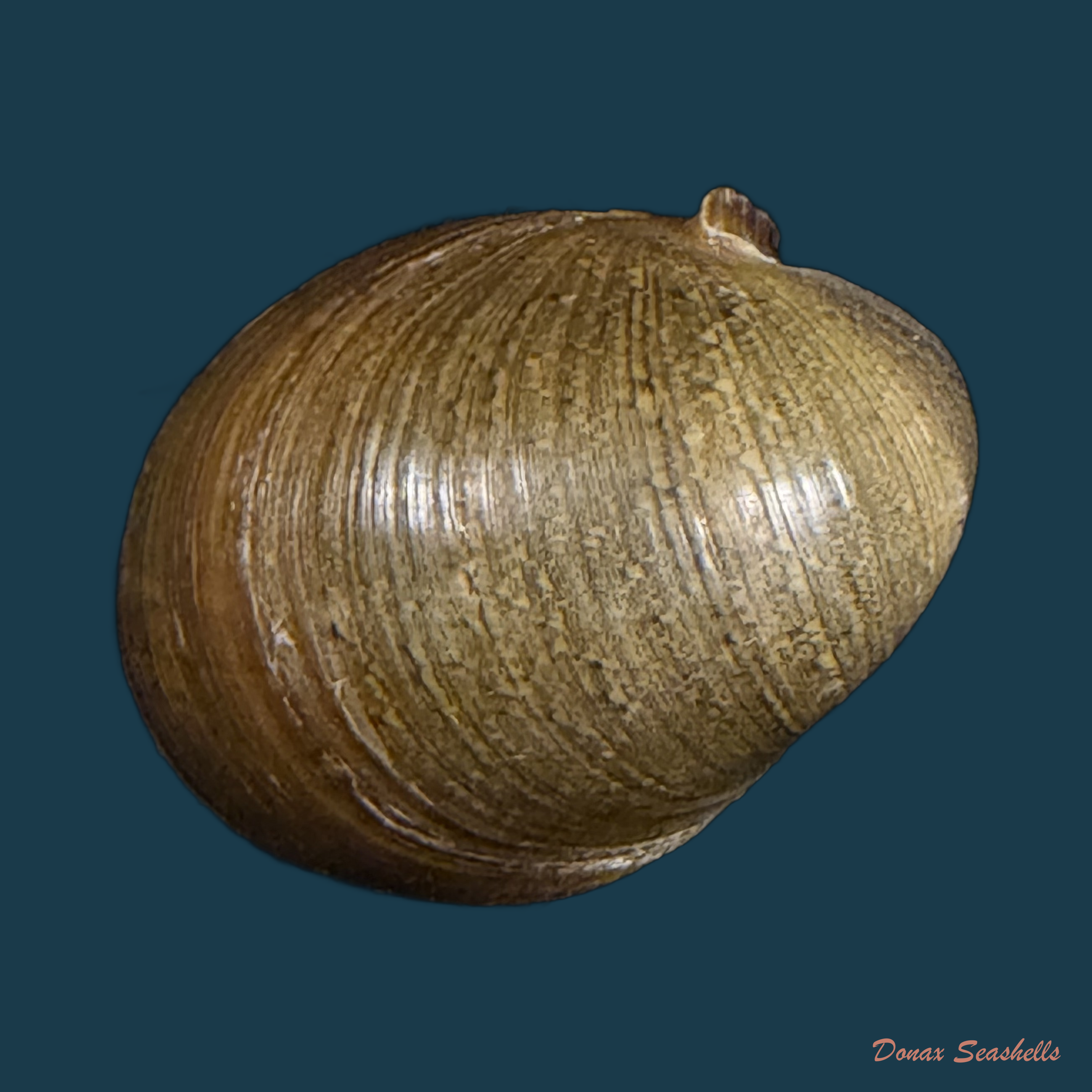 Neritina petitii (Récluz, 1841) - 28,4mm
