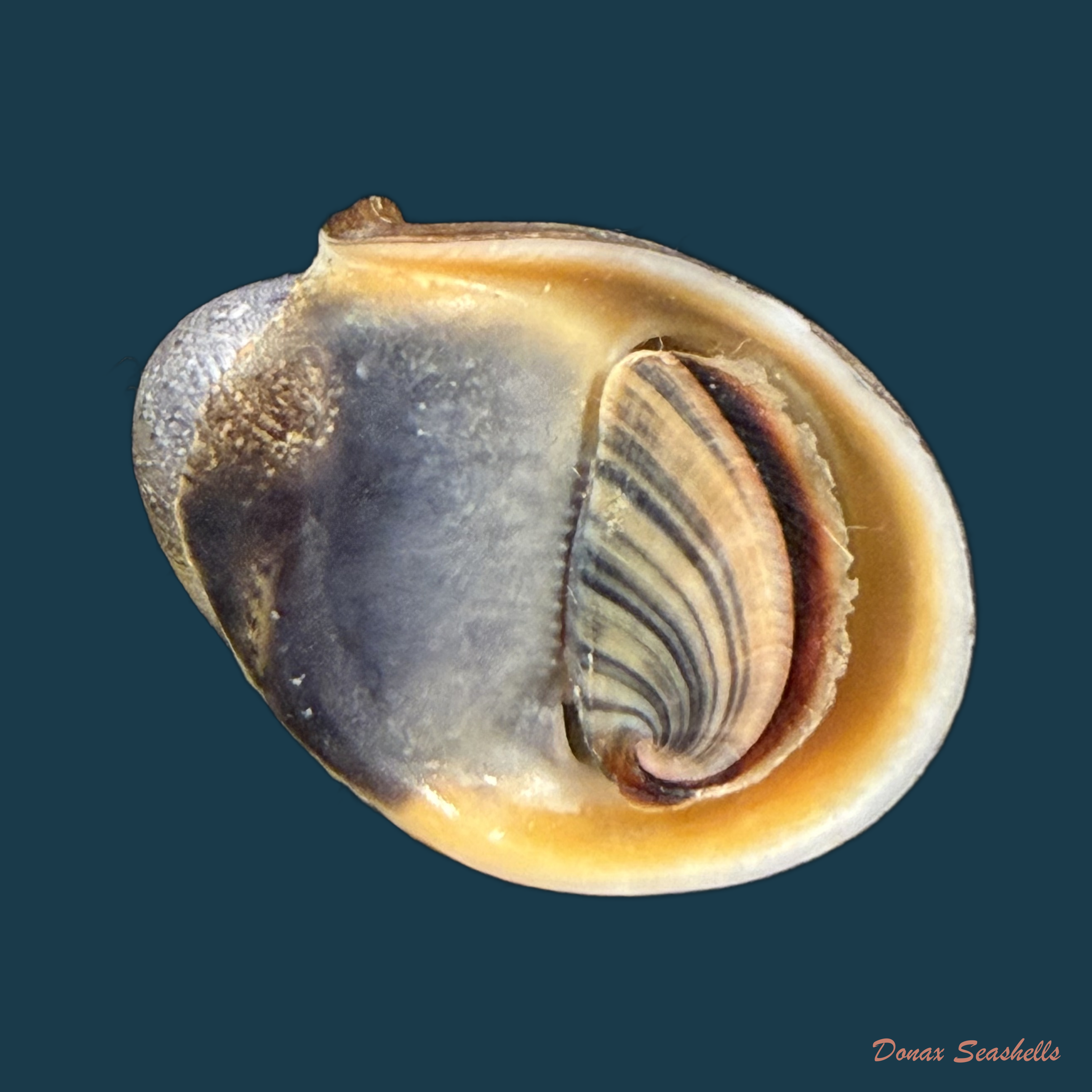 Neritina petitii (Récluz, 1841) - 28,4mm