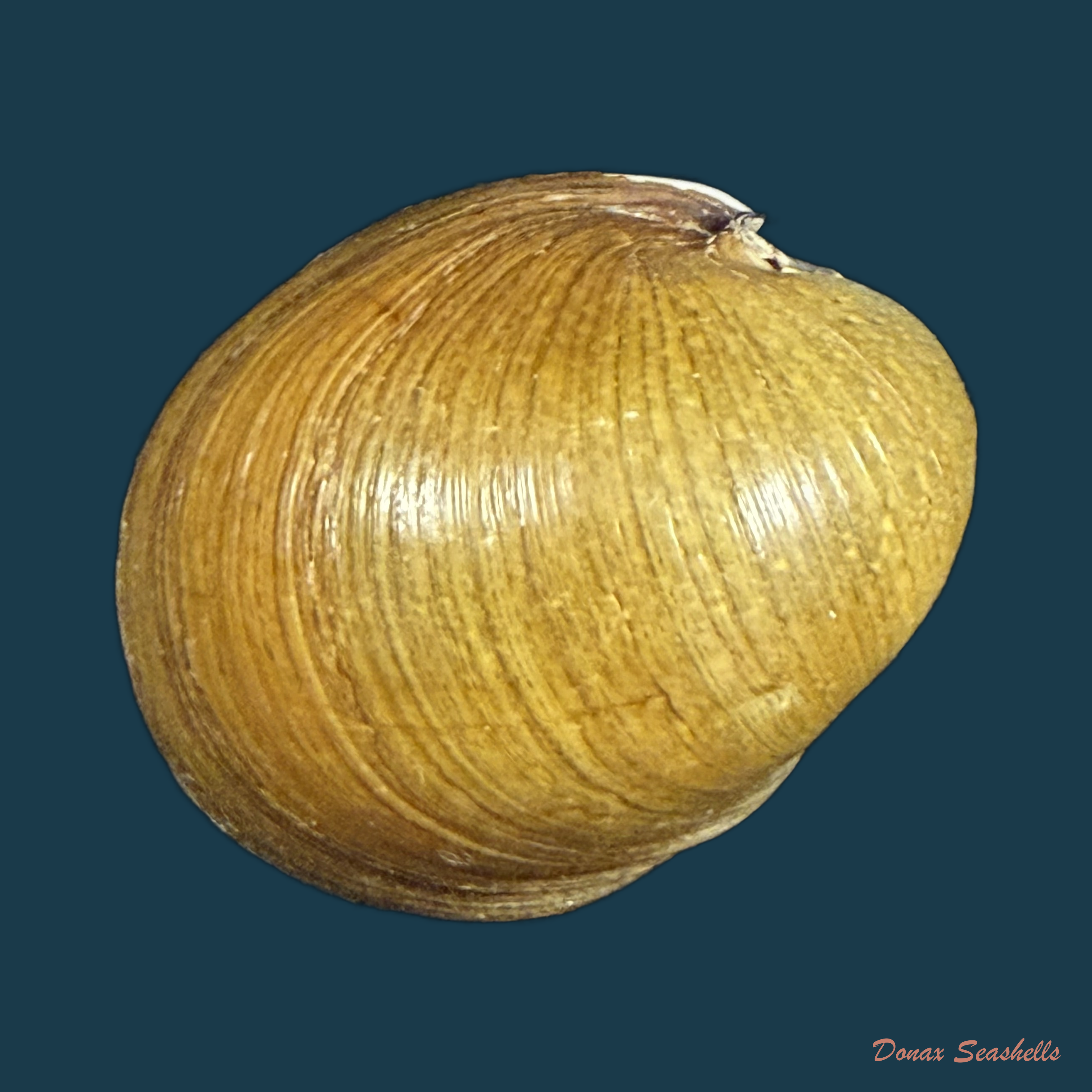 Neritina petitii (Récluz, 1841) - 31,4mm