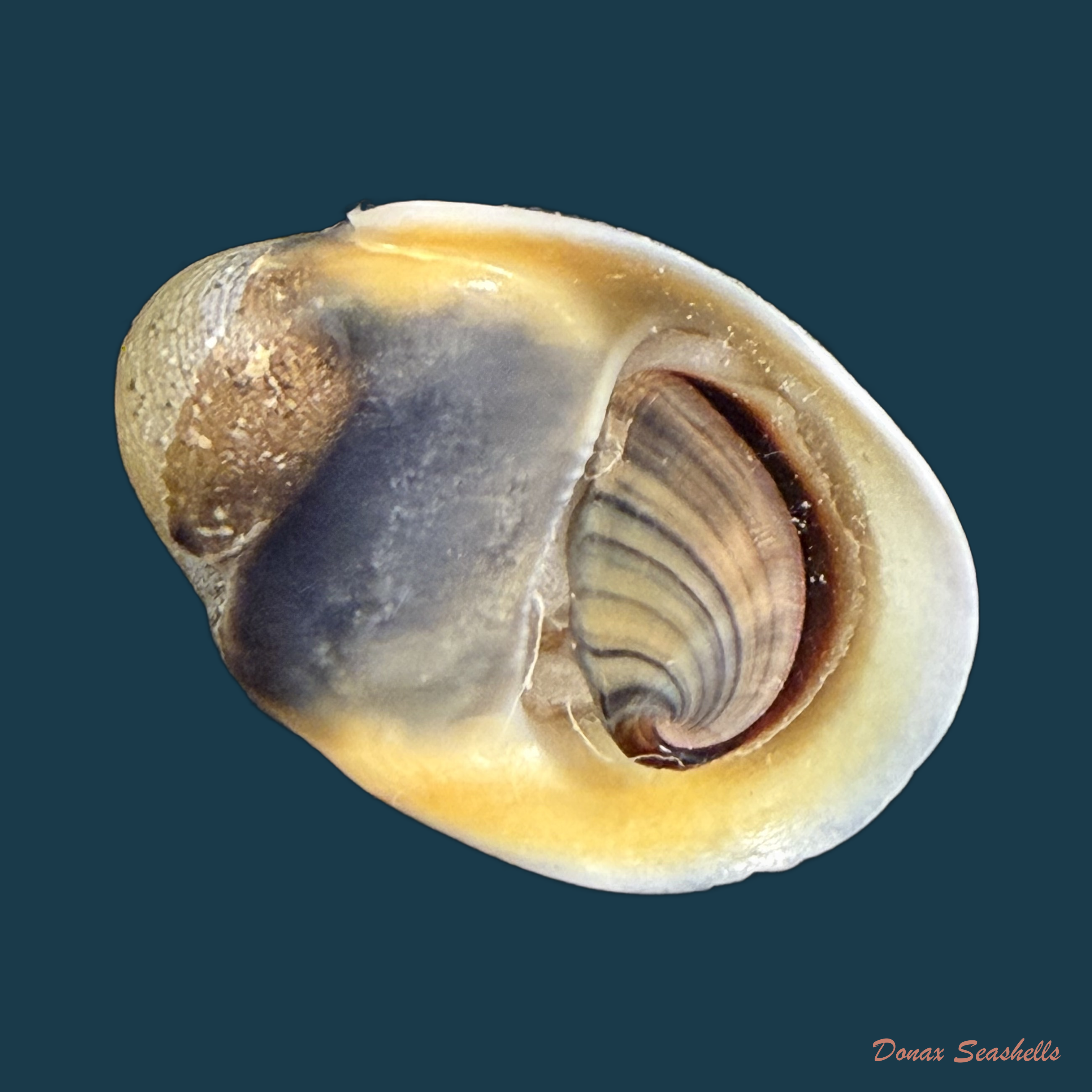 Neritina petitii (Récluz, 1841) - 31,4mm