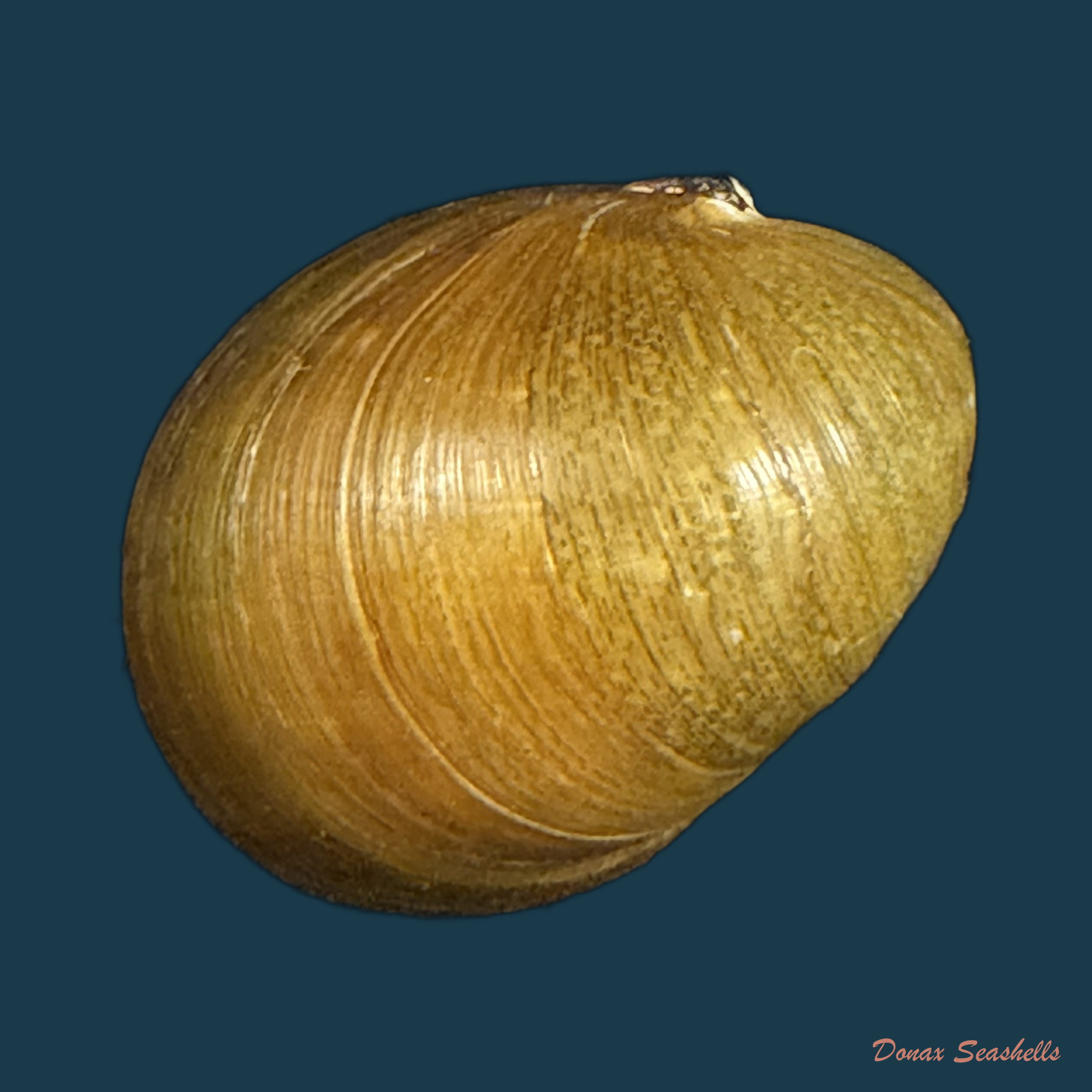 Neritina petitii (Récluz, 1841) - 27,2mm