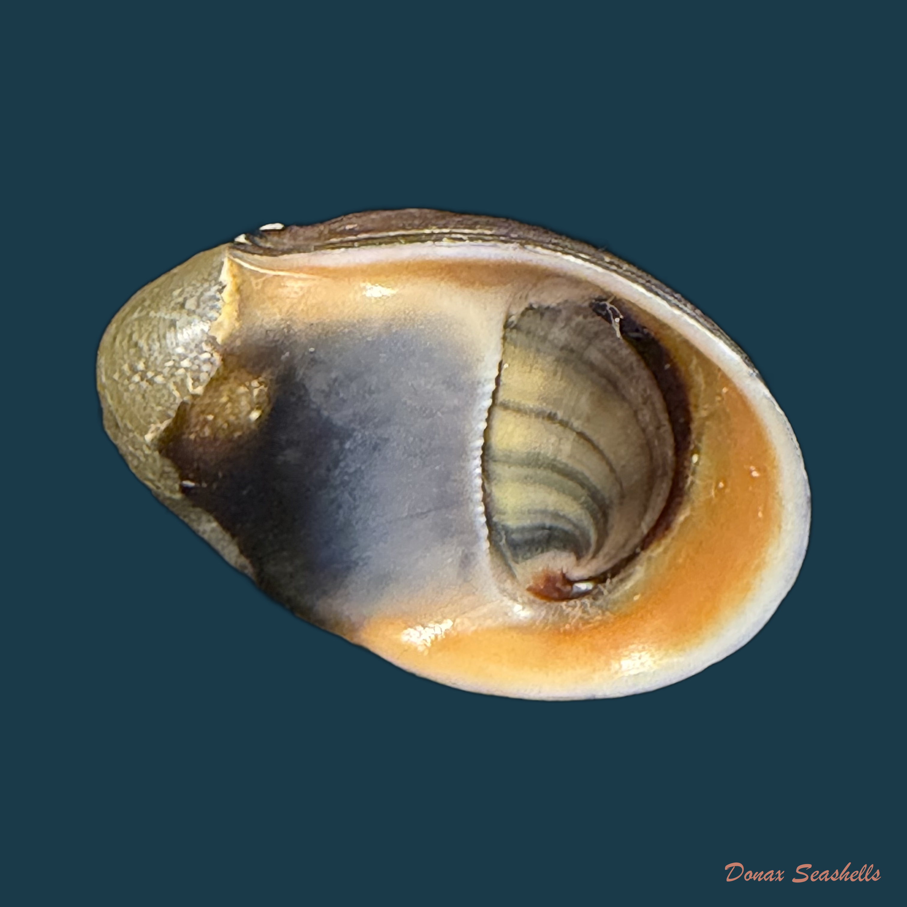 Neritina petitii (Récluz, 1841) - 27,2mm