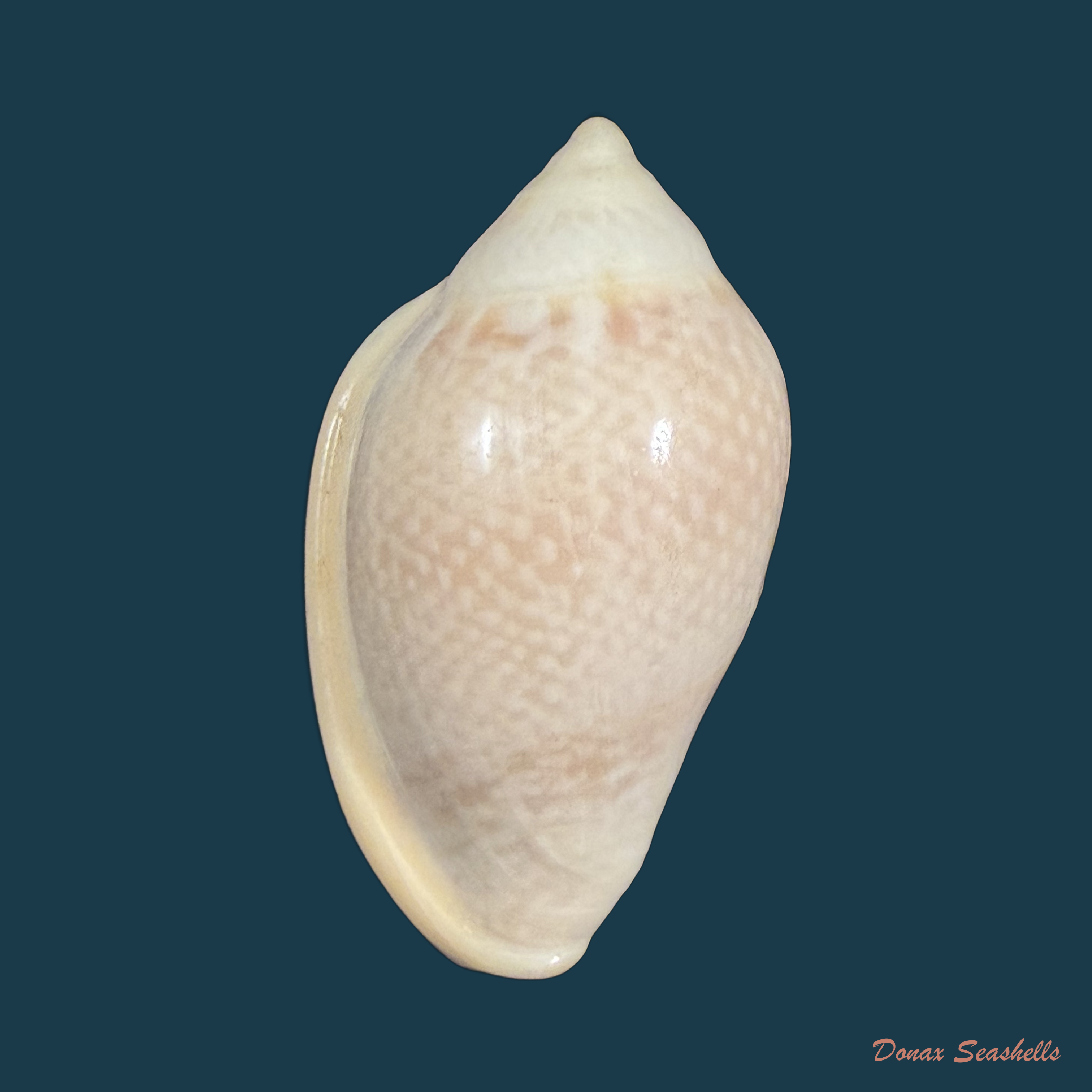 Marginella irrorata Menke, 1828 - 40,8mm