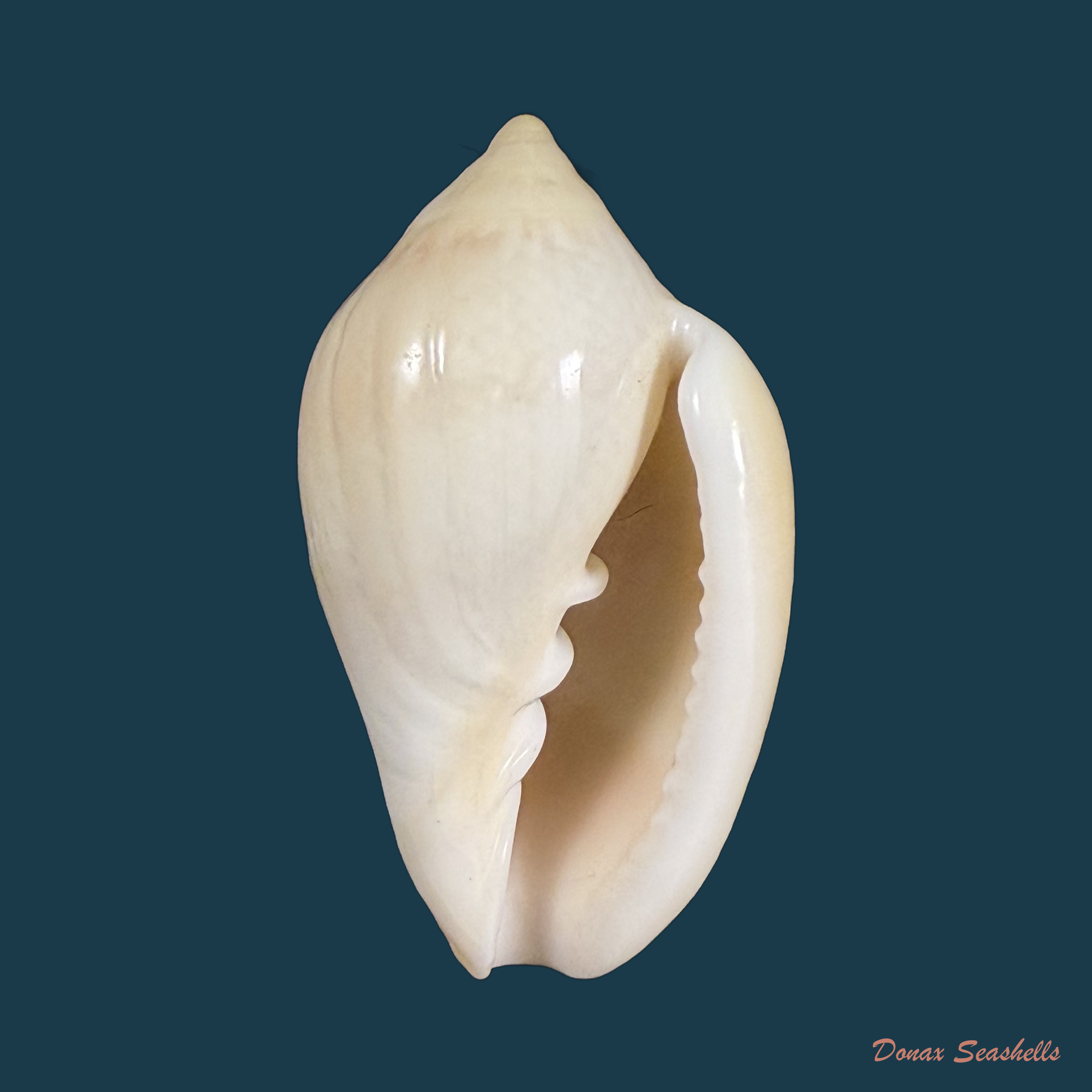 Marginella irrorata Menke, 1828 - 40,8mm