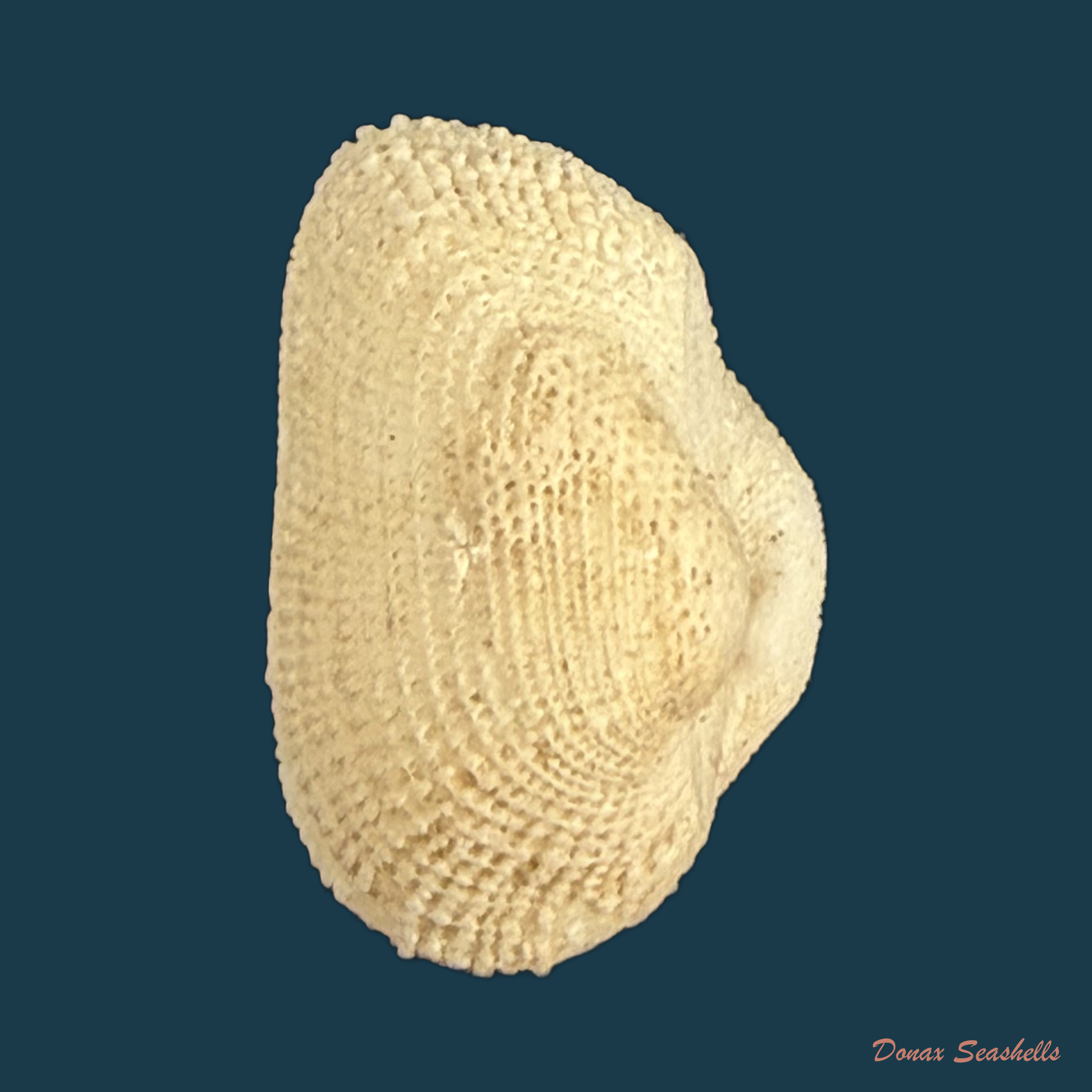 Arcopsis adamsi (Dall, 1886) - 13,2mm