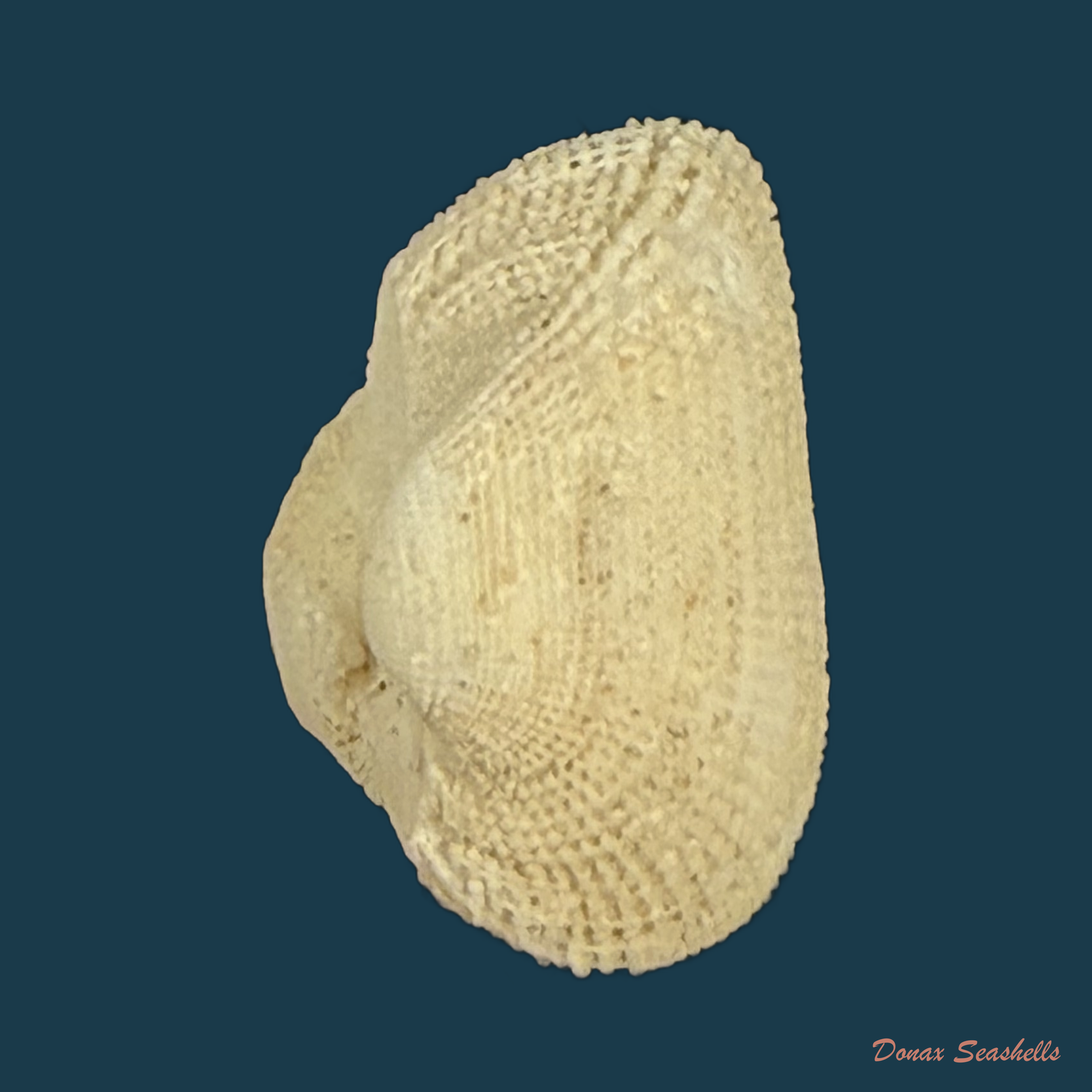 Arcopsis adamsi (Dall, 1886) - 13,2mm