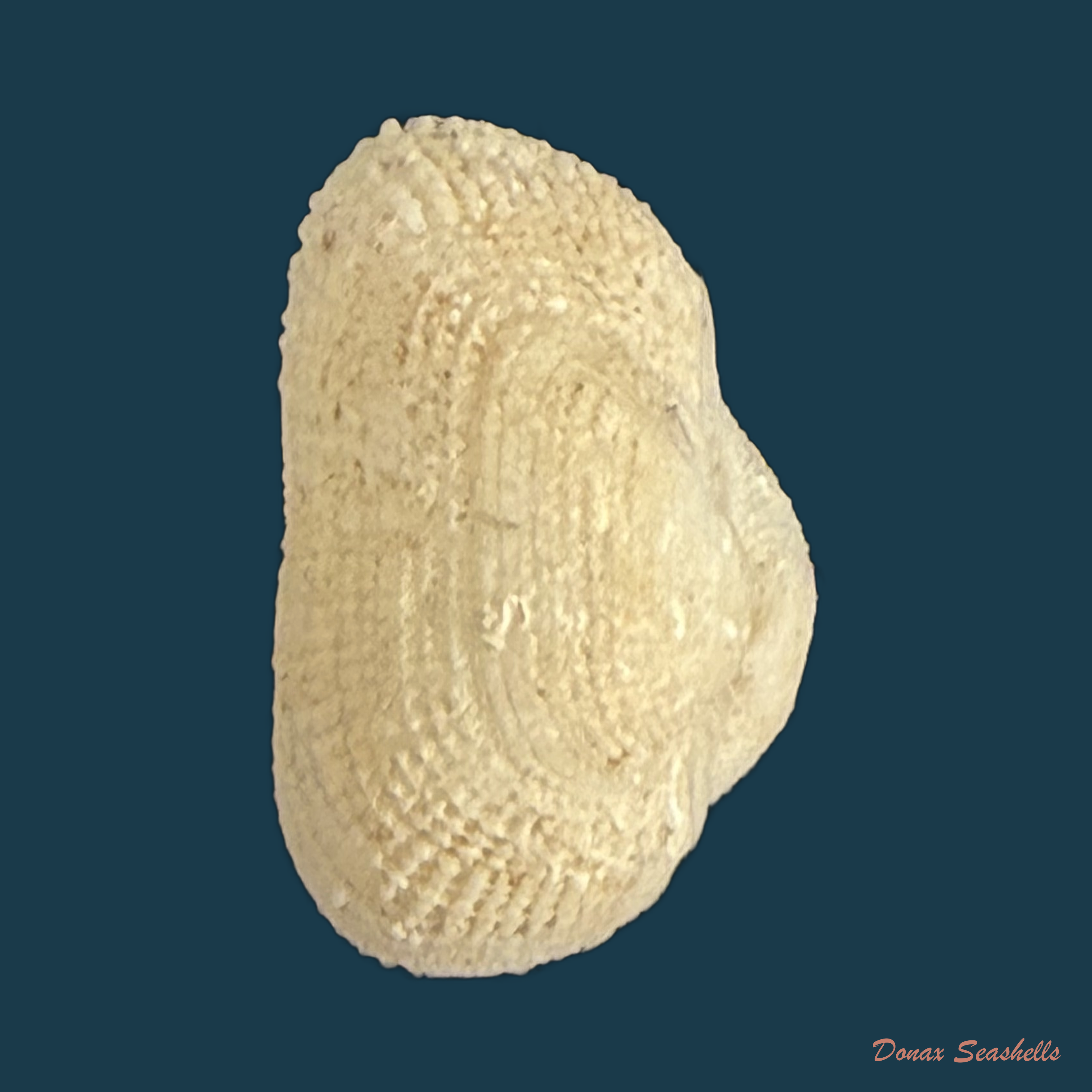 Arcopsis adamsi (Dall, 1886) - 12,1mm