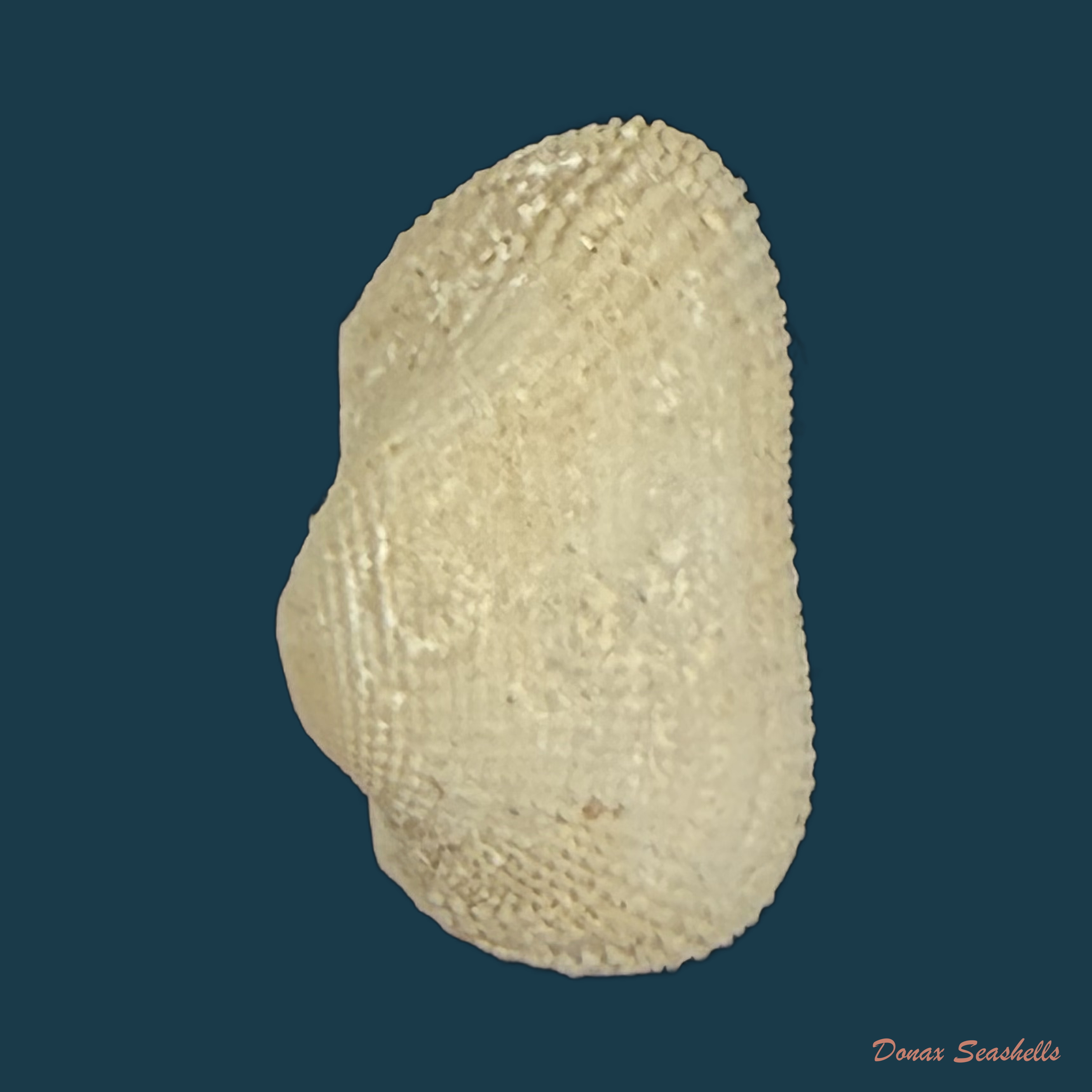 Arcopsis adamsi (Dall, 1886) - 12,1mm