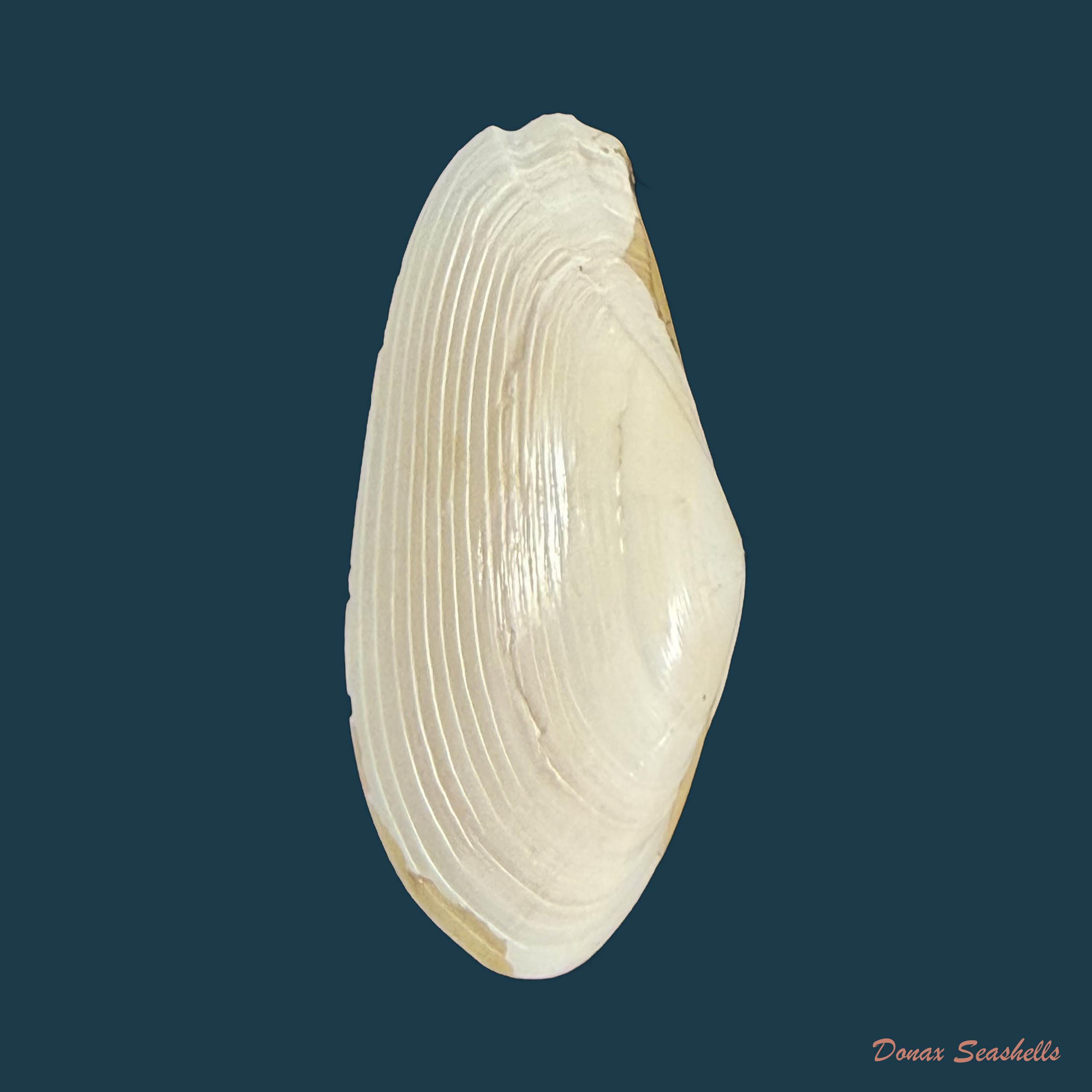 Lembulus belcheri (Hinds, 1843) - 32,7mm