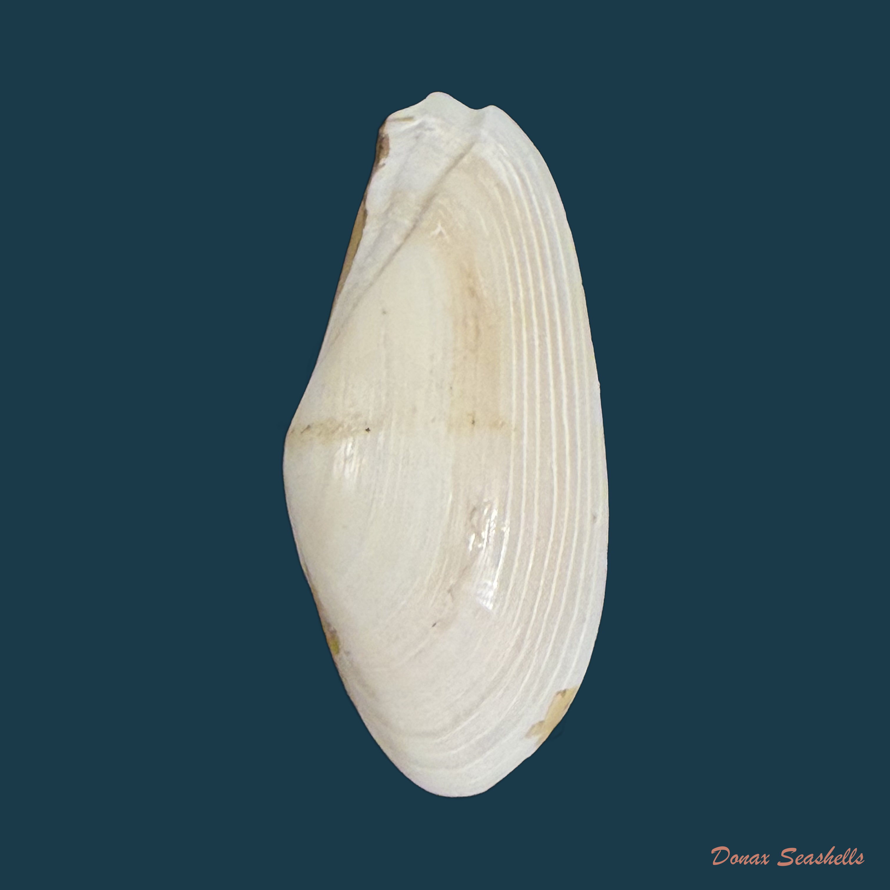 Lembulus belcheri (Hinds, 1843) - 32,7mm