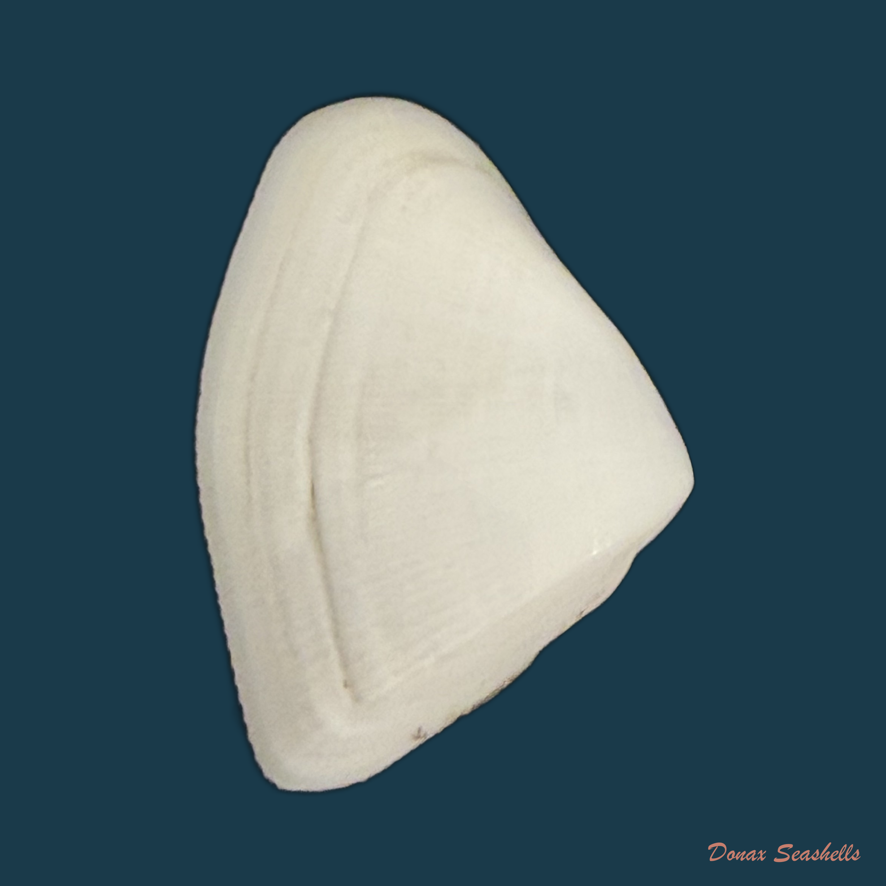 Donax striatus Linnaeus, 1767 - 21,1mm