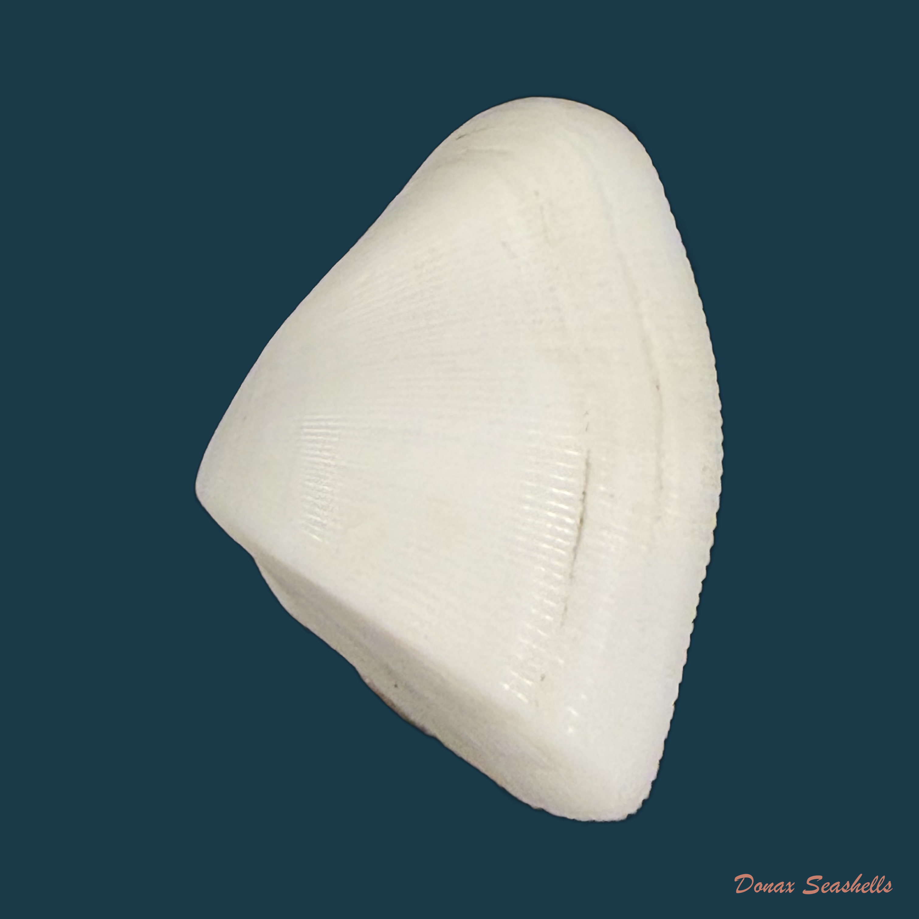 Donax striatus Linnaeus, 1767 - 21,1mm