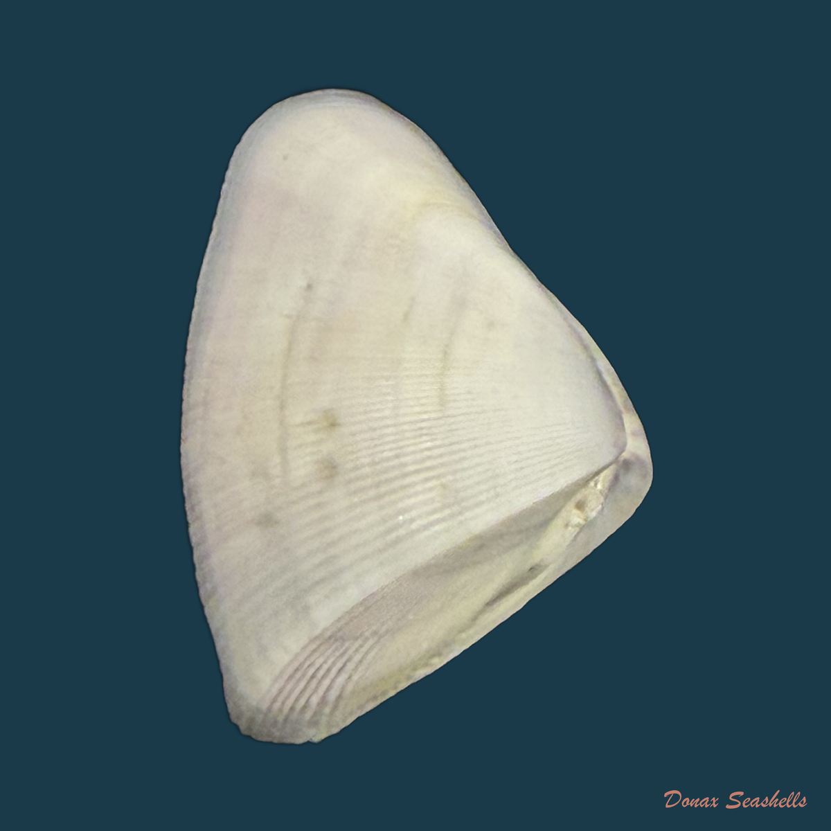Donax striatus Linnaeus, 1767 - 21,5mm