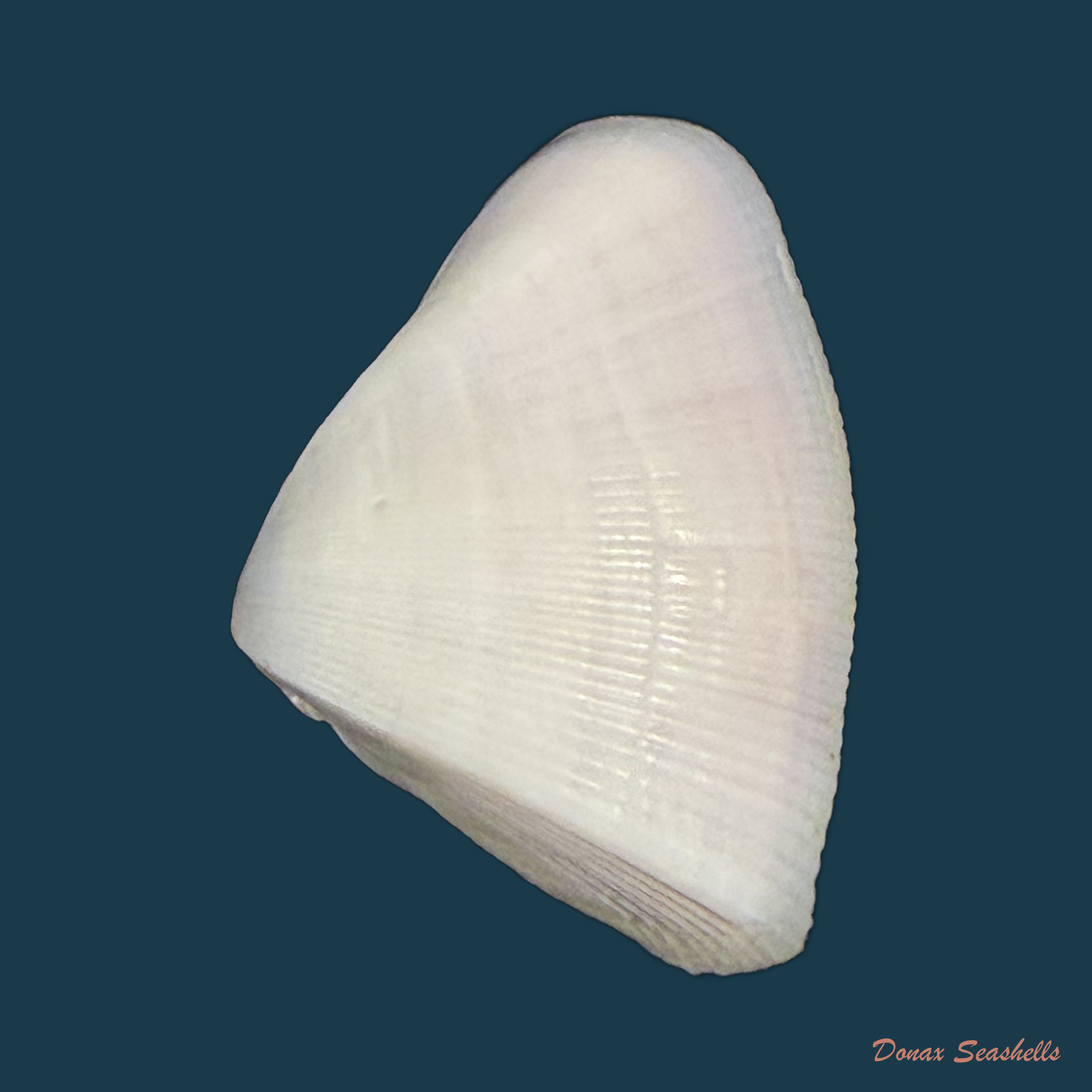 Donax striatus Linnaeus, 1767 - 21,5mm