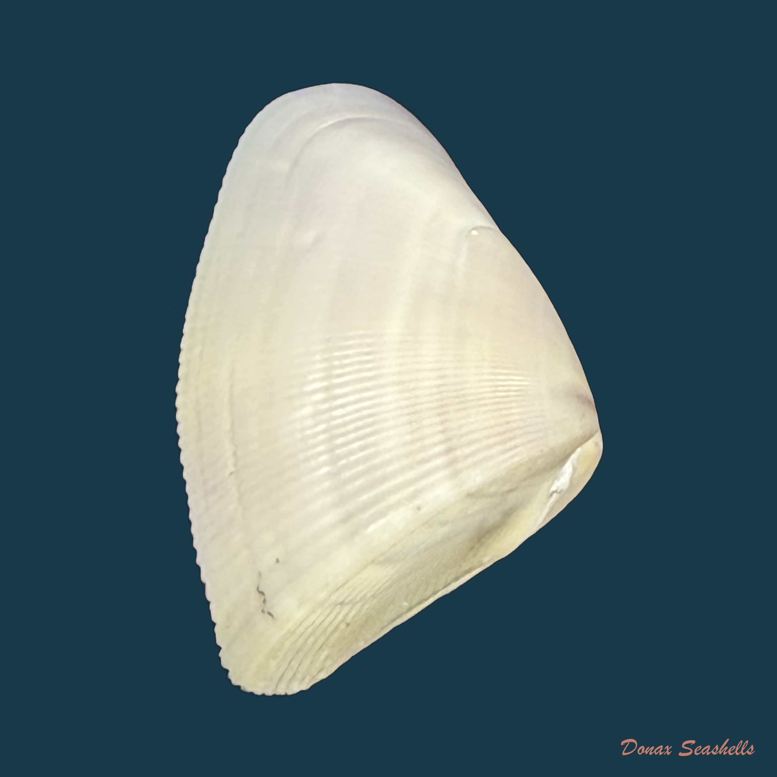 Donax striatus Linnaeus, 1767 - 23,3mm