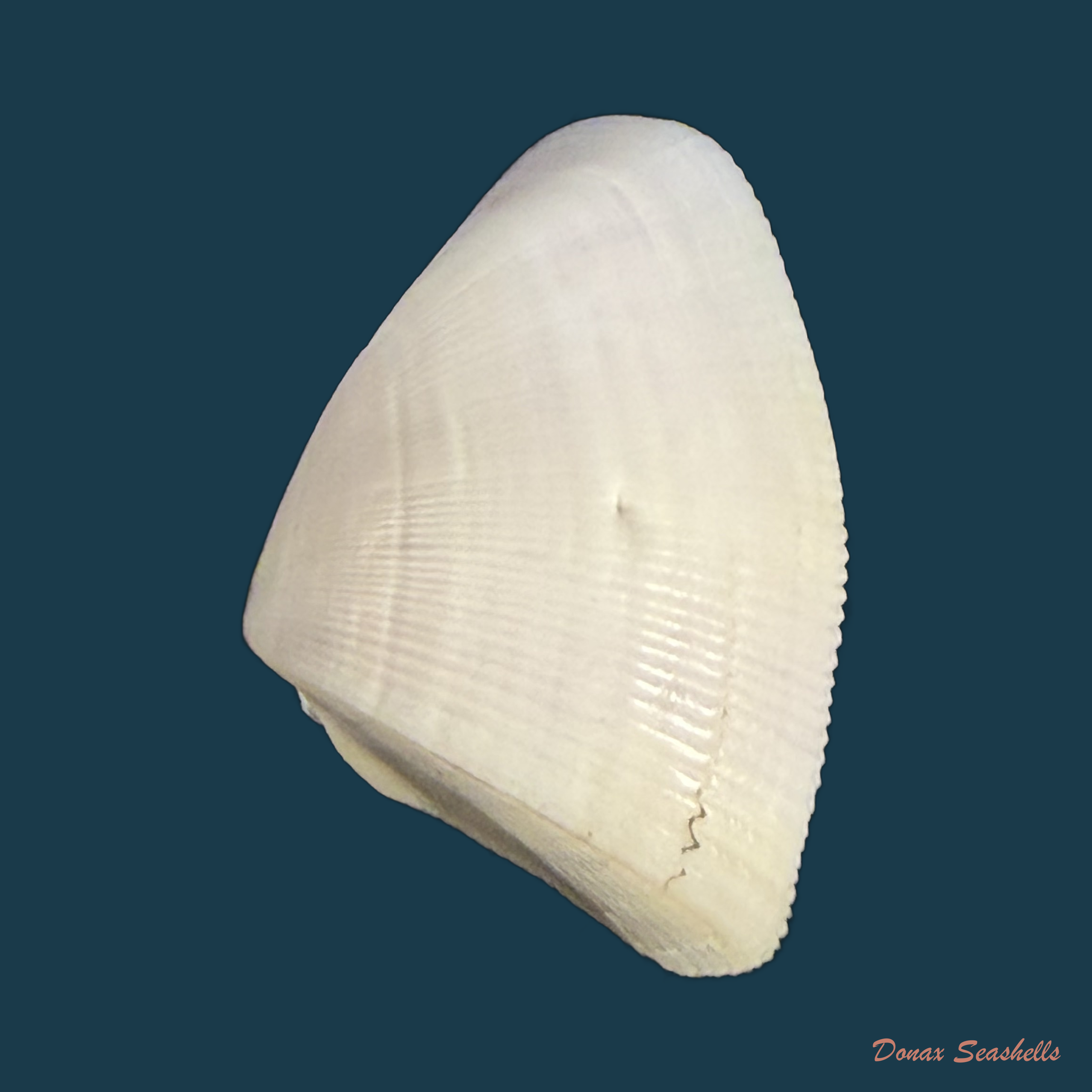Donax striatus Linnaeus, 1767 - 23,3mm