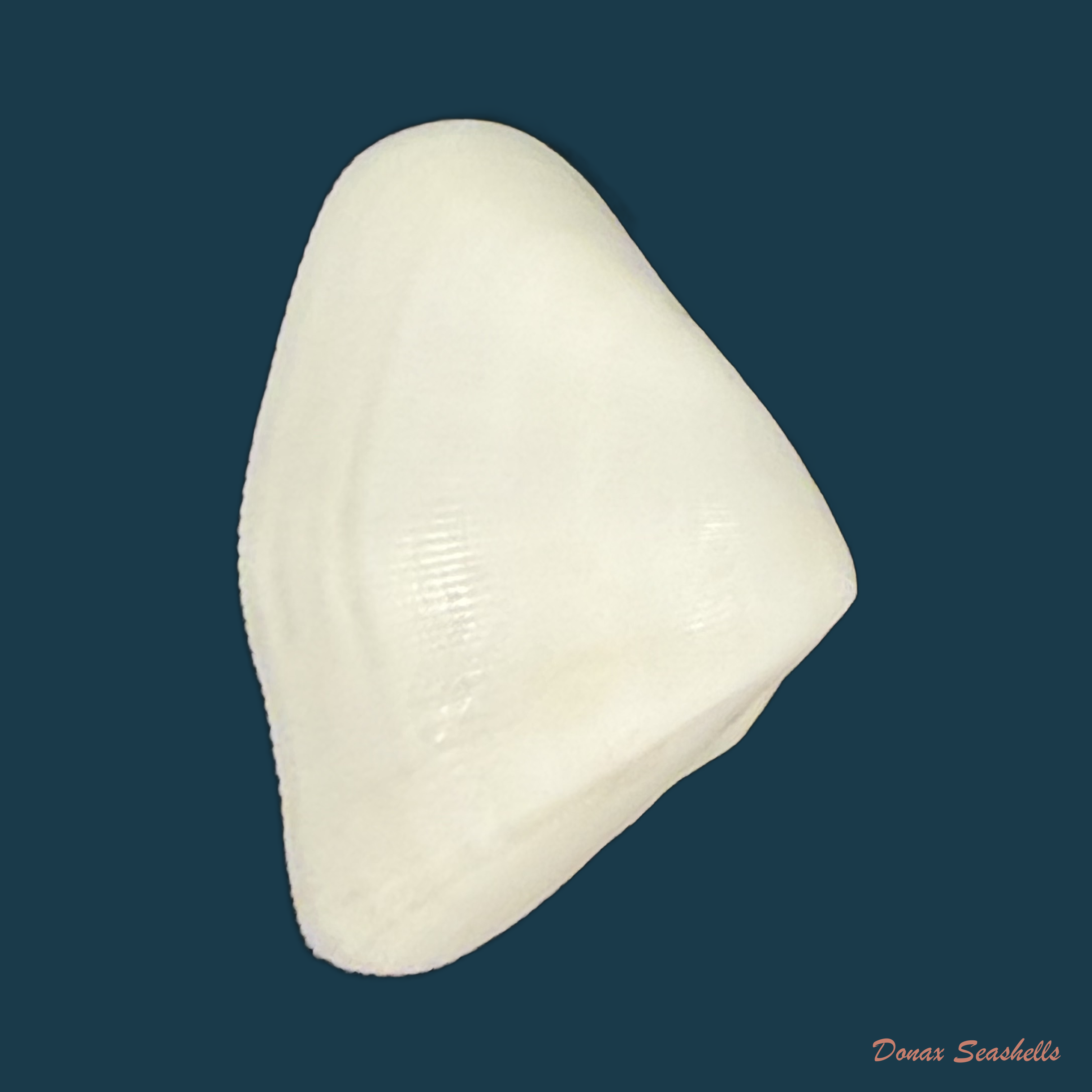 Donax striatus Linnaeus, 1767 - 20,6mm