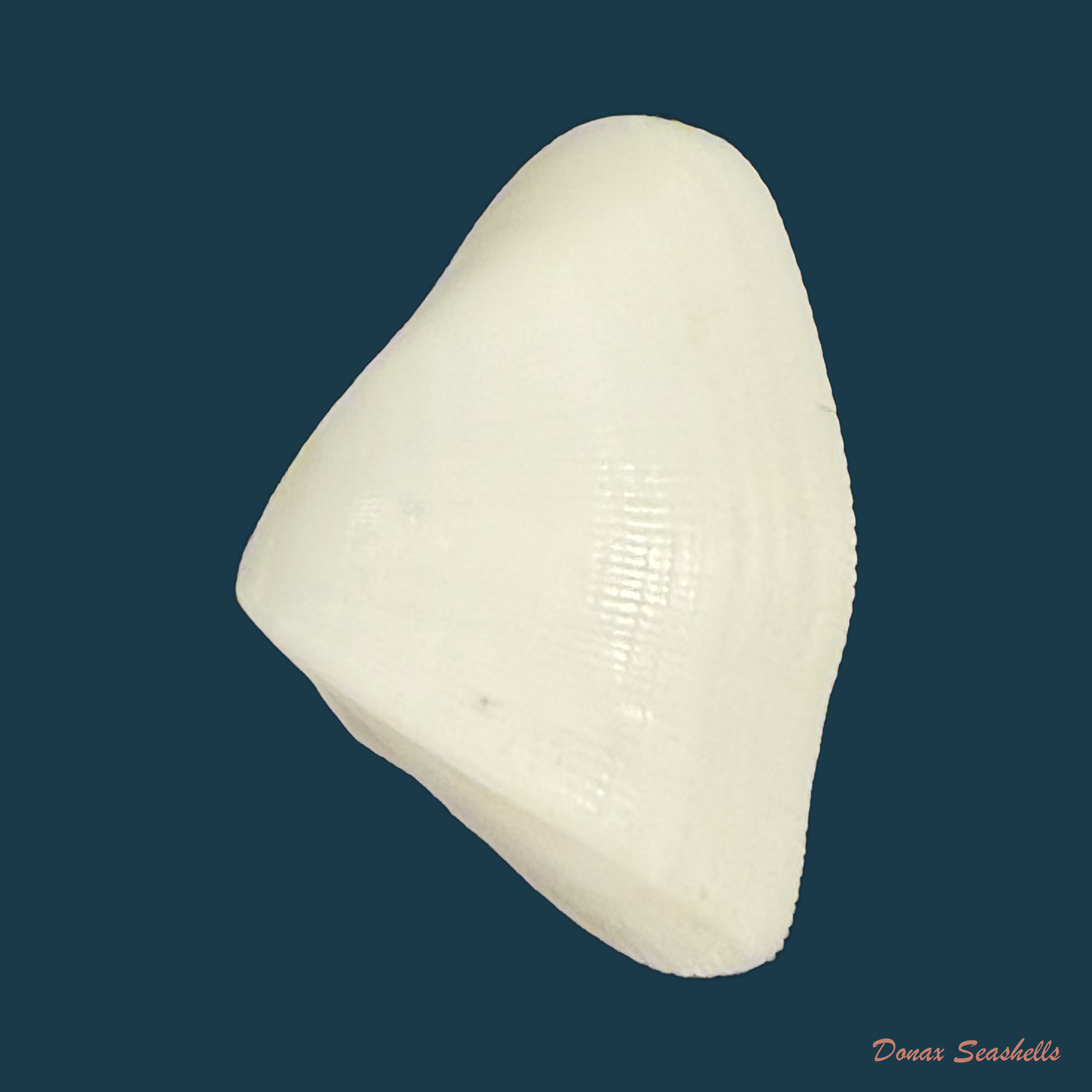 Donax striatus Linnaeus, 1767 - 20,6mm