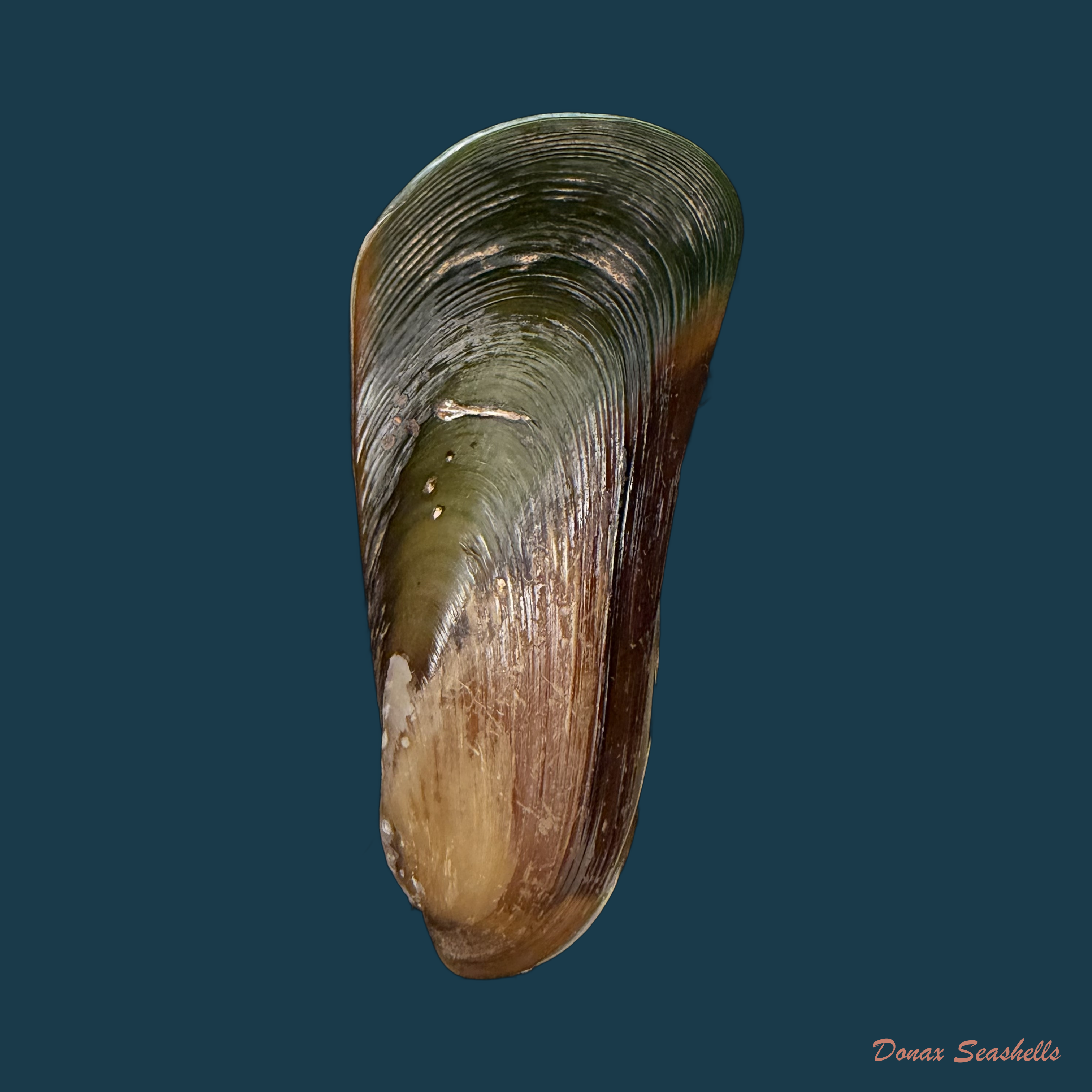 Mytella charruana (A. d'Orbigny, 1846) - 66mm