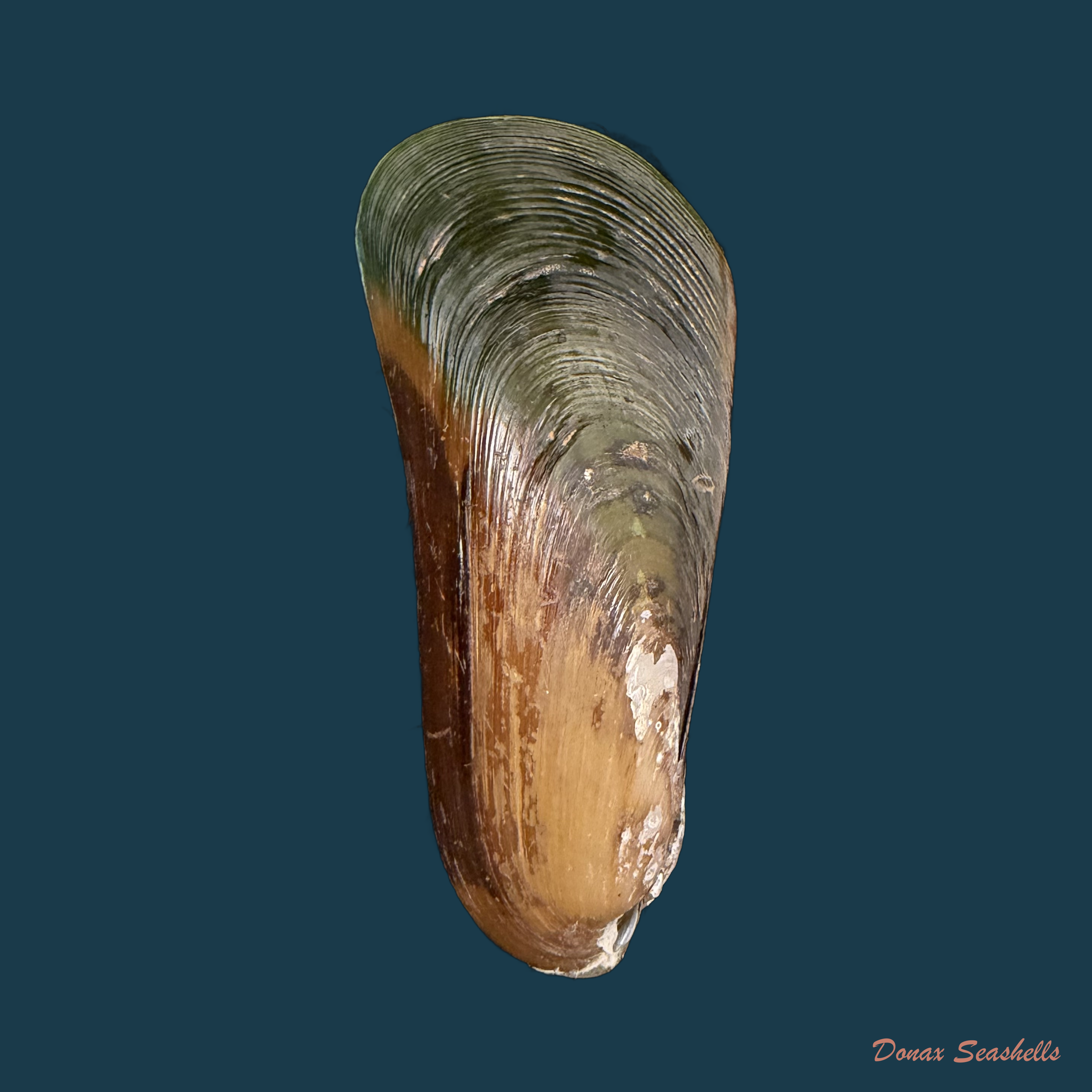 Mytella charruana (A. d'Orbigny, 1846) - 66mm