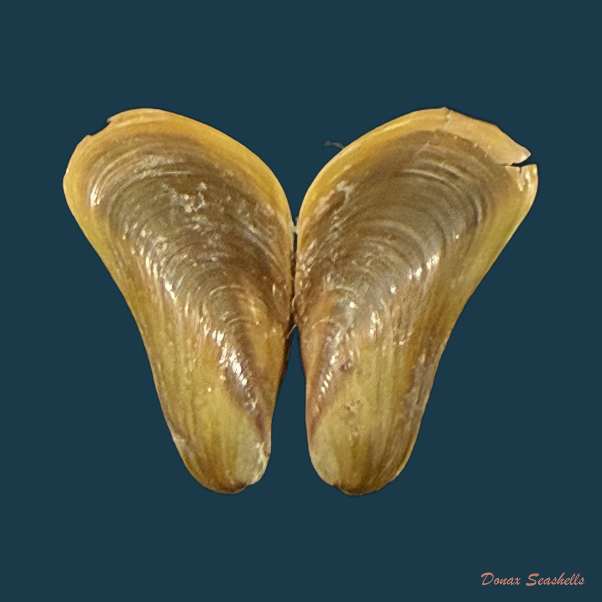 Limnoperna fortunei (Dunker, 1857) - 18mm