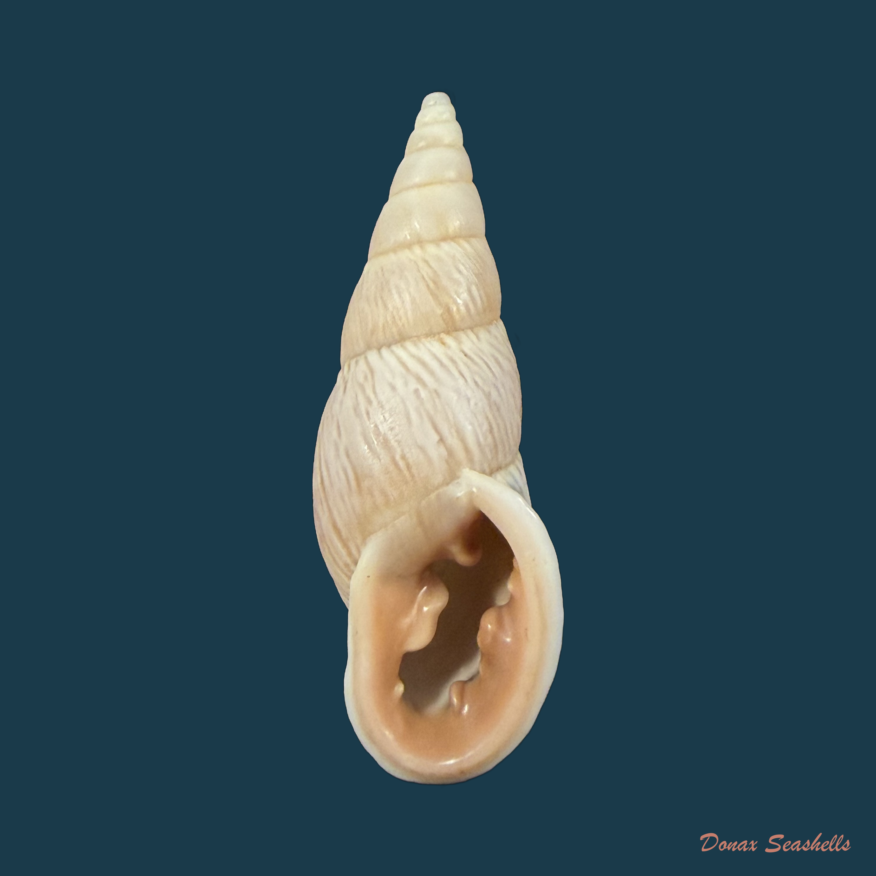Burringtonia pantagruelina (S. Moricand, 1833) - 45,6mm