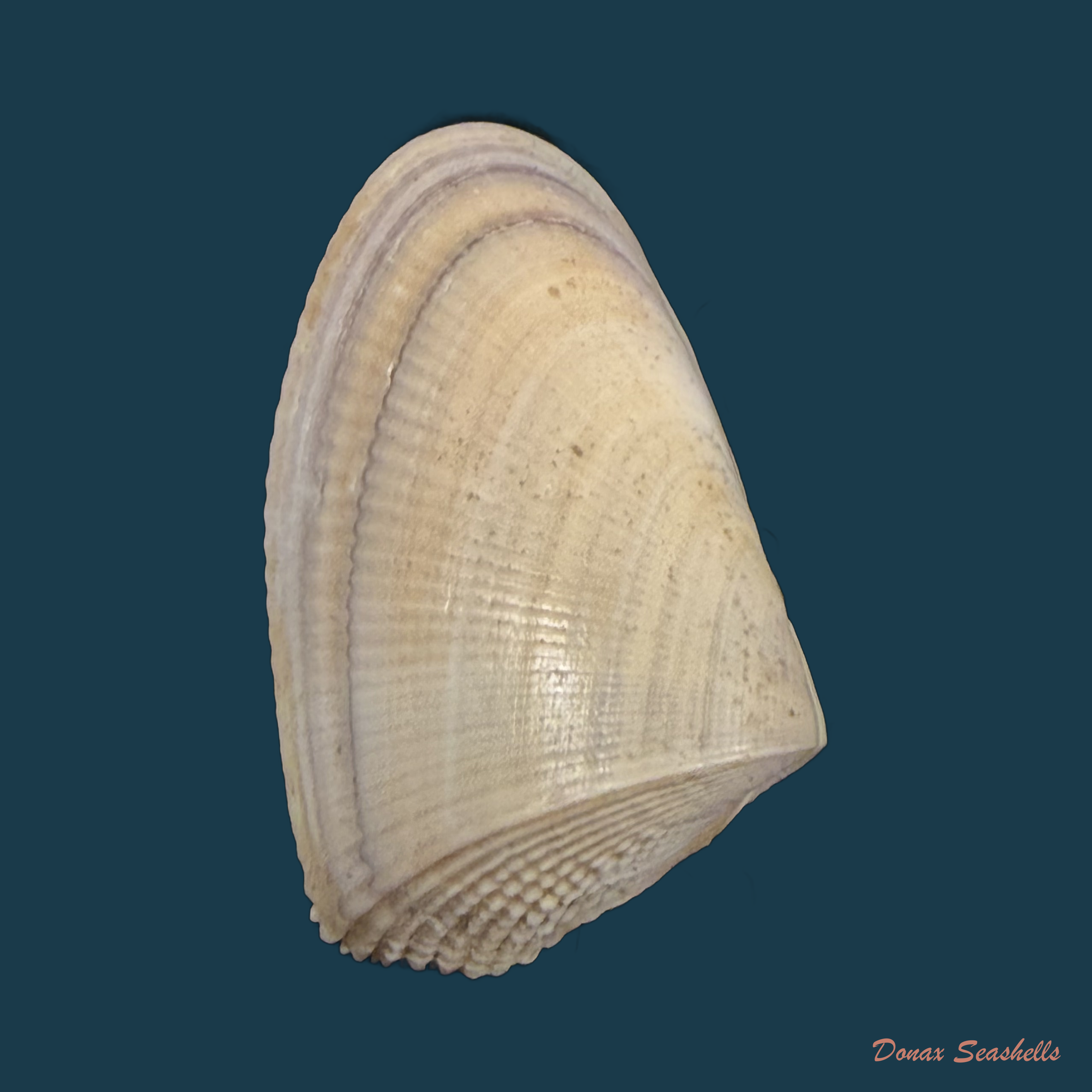 Donax hanleyanus R. A. Philippi, 1847 - 28,9mm