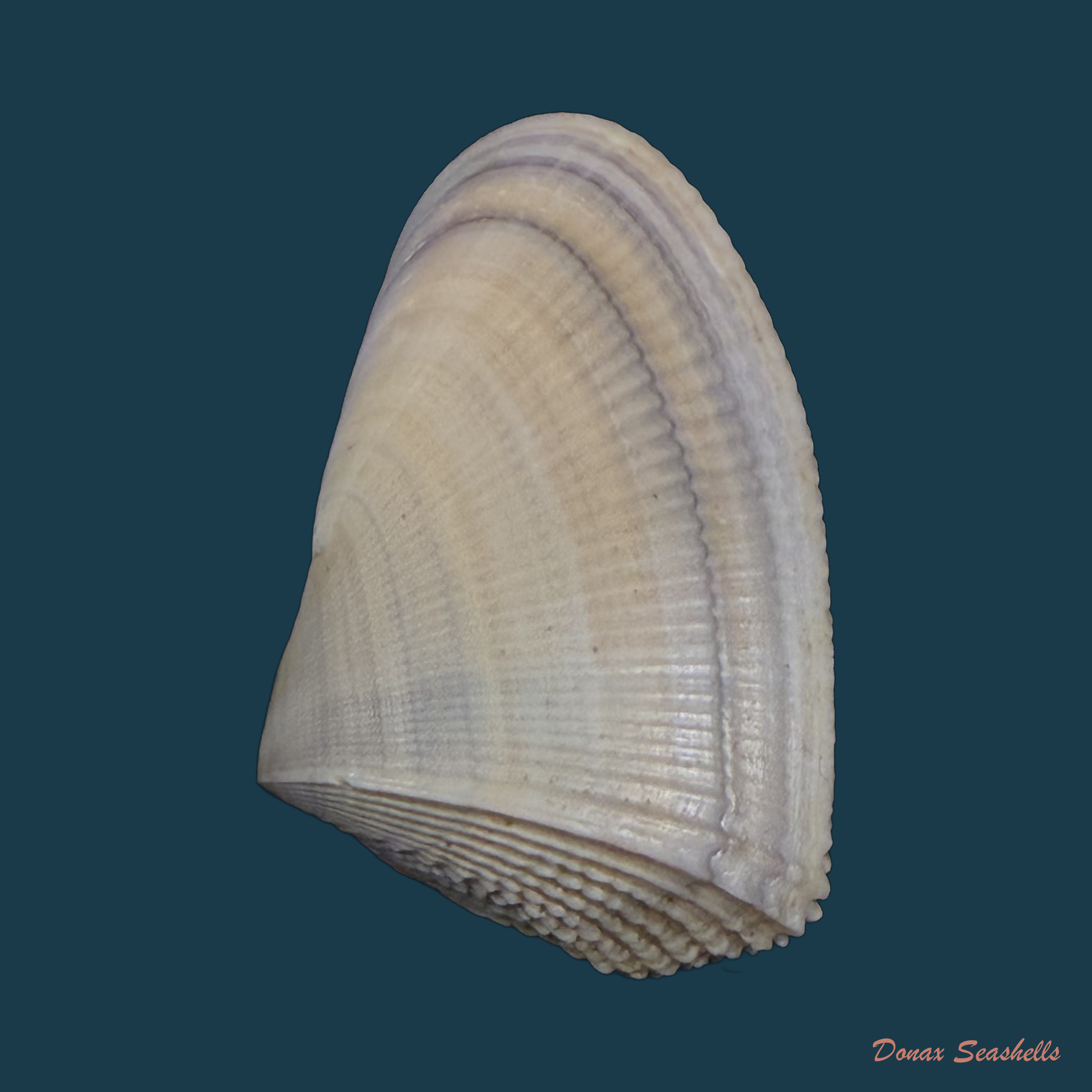 Donax hanleyanus R. A. Philippi, 1847 - 28,9mm