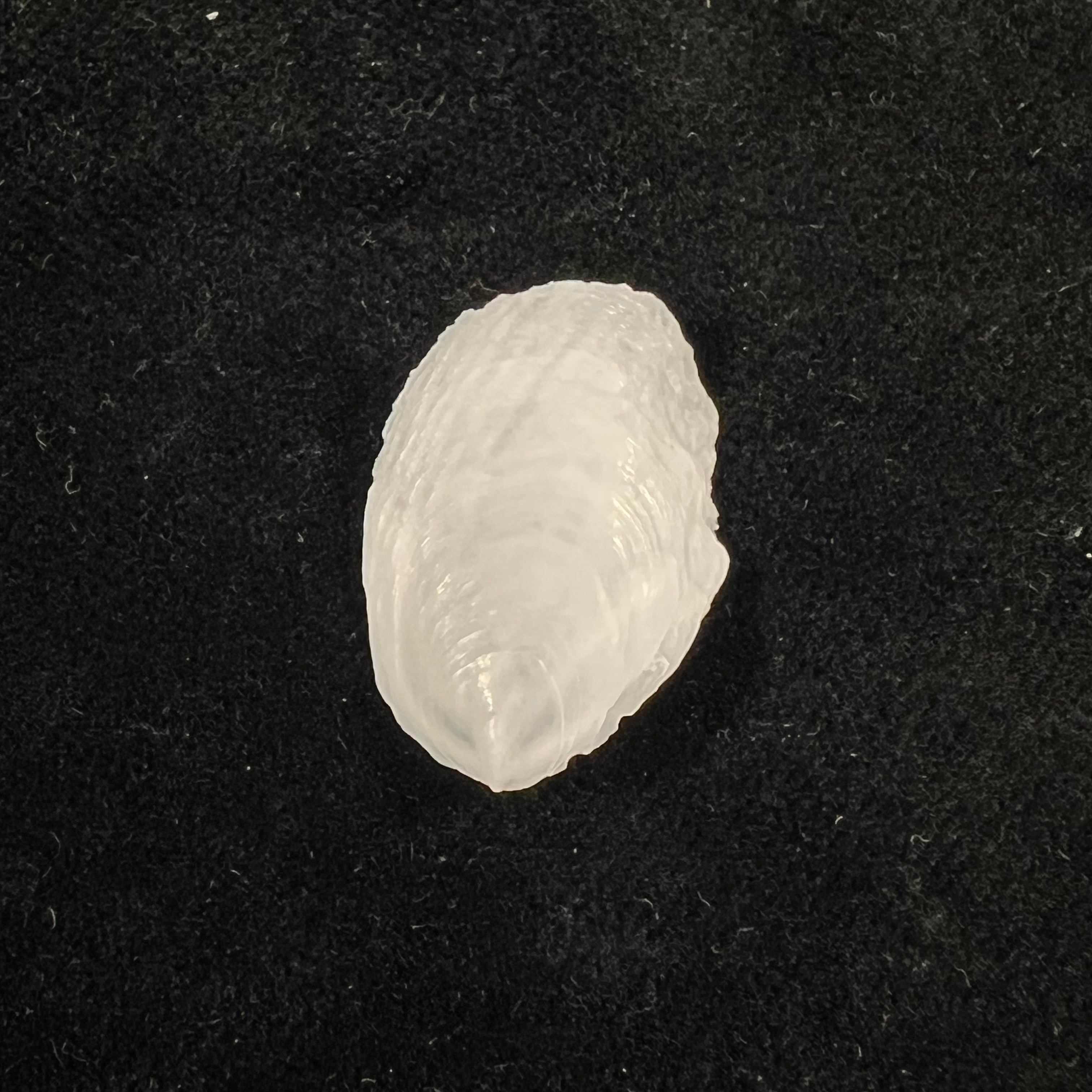 Crepidula plana Say, 1822 - 23,6mm