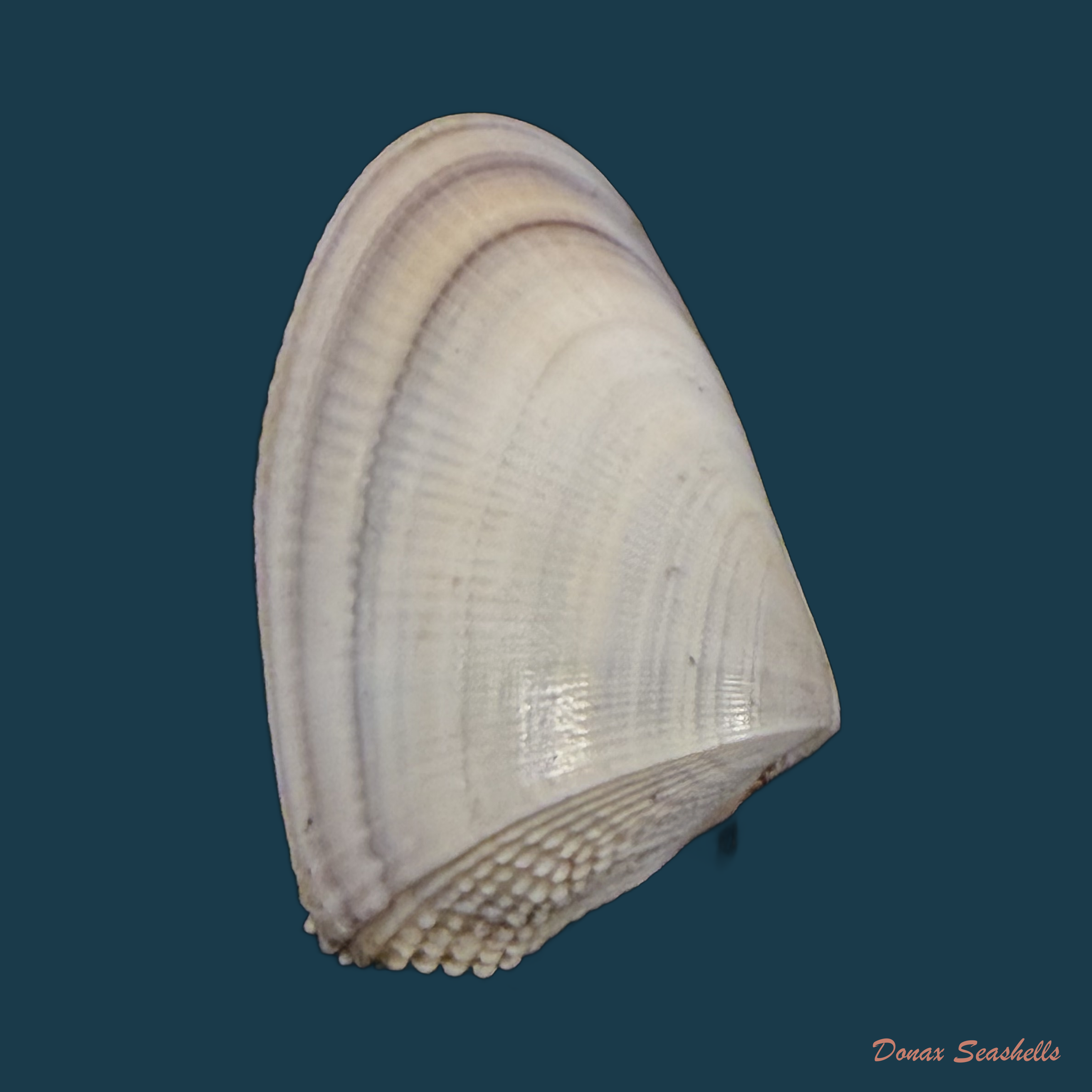 Donax hanleyanus R. A. Philippi, 1847 - 29mm