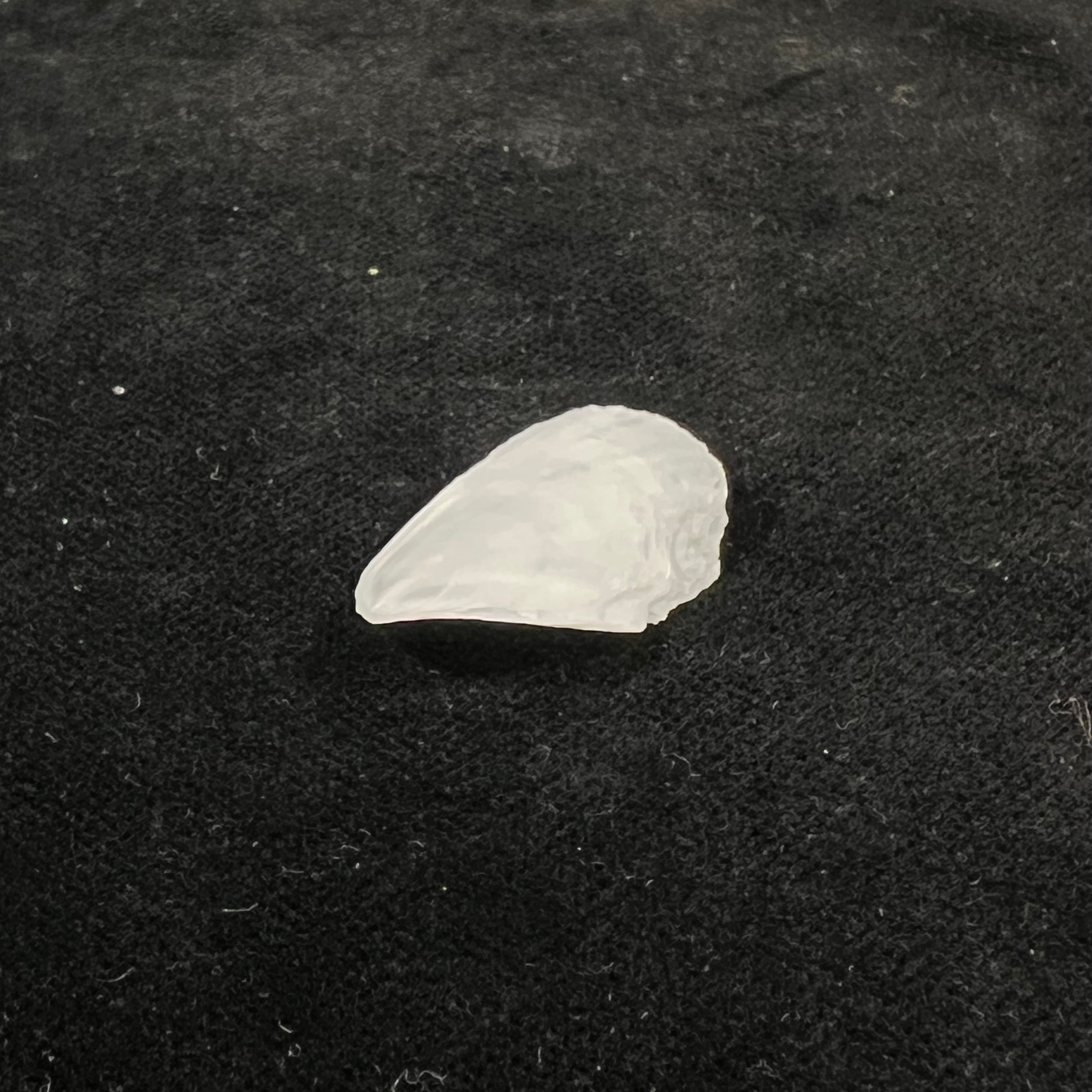 Crepidula plana Say, 1822 - 23,6mm