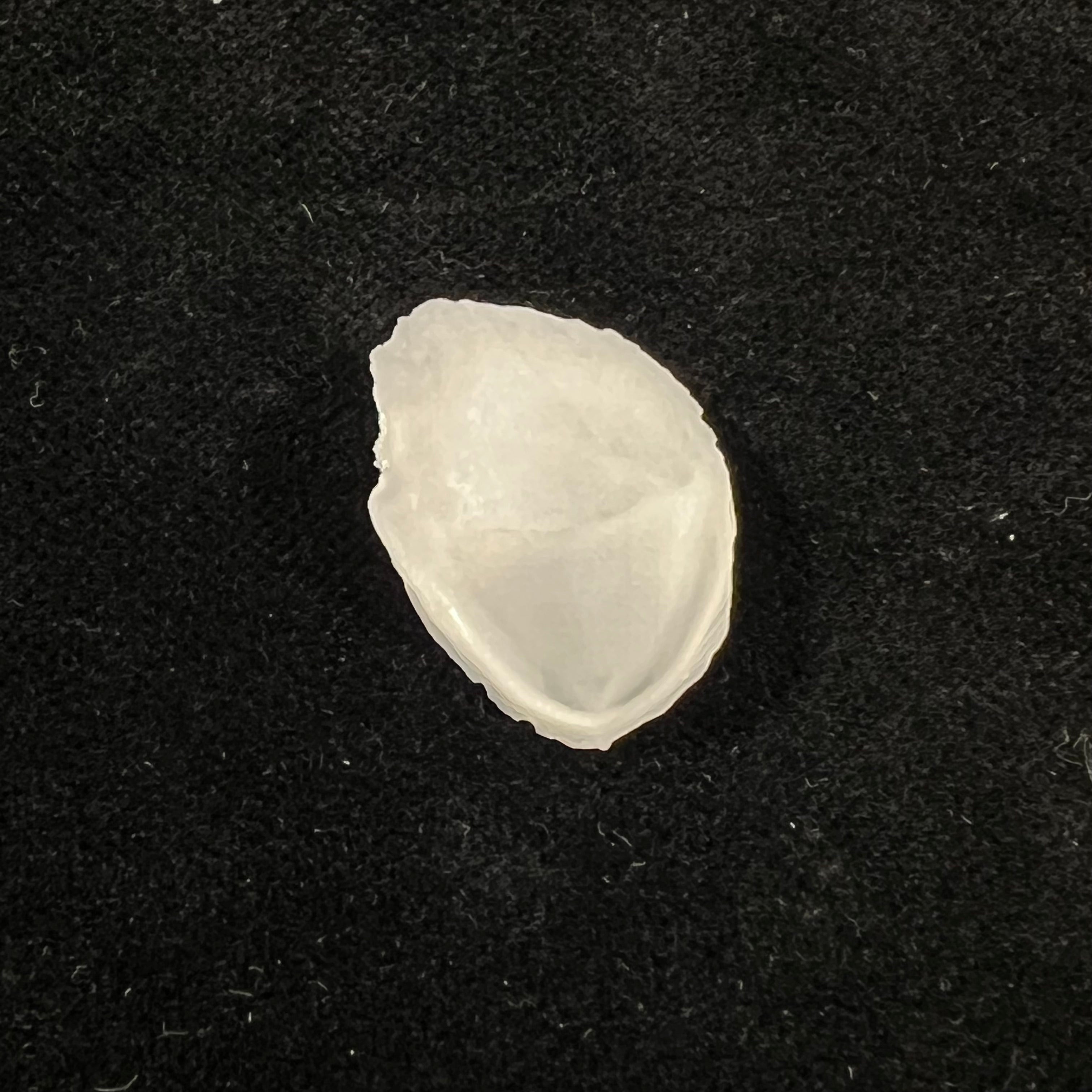 Crepidula plana Say, 1822 - 23,6mm