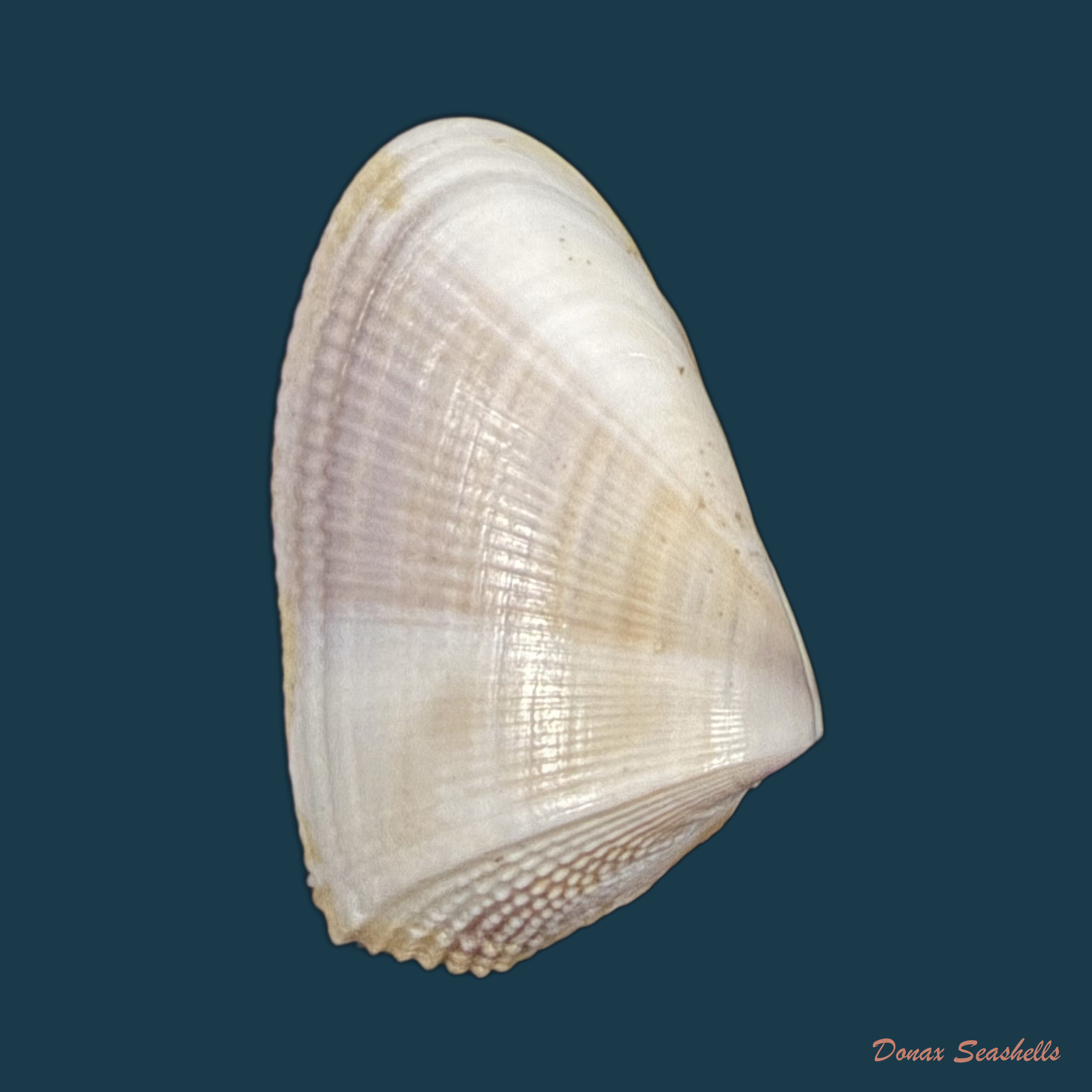 Donax hanleyanus R. A. Philippi, 1847 - 28,4mm