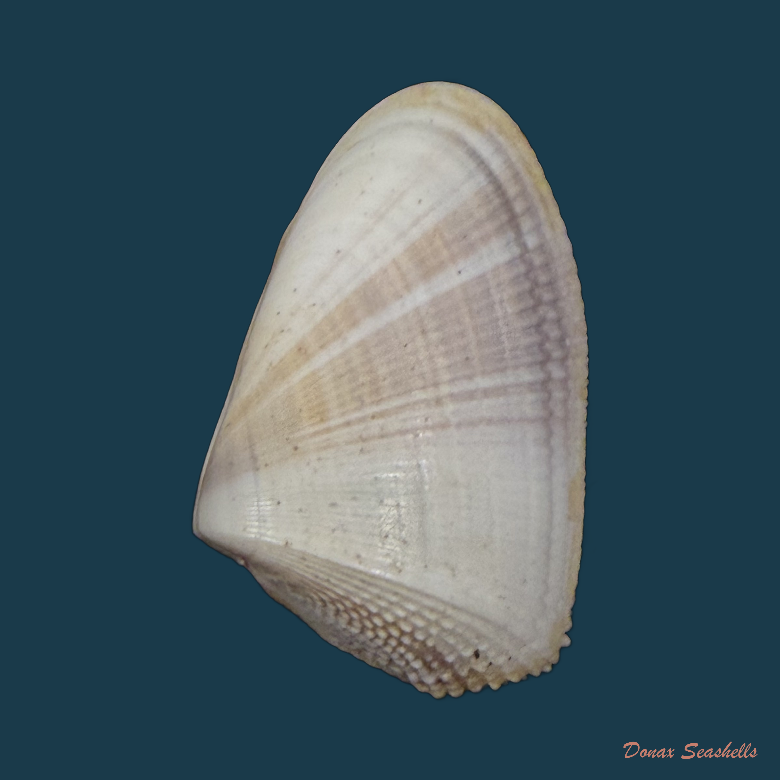 Donax hanleyanus R. A. Philippi, 1847 - 28,4mm