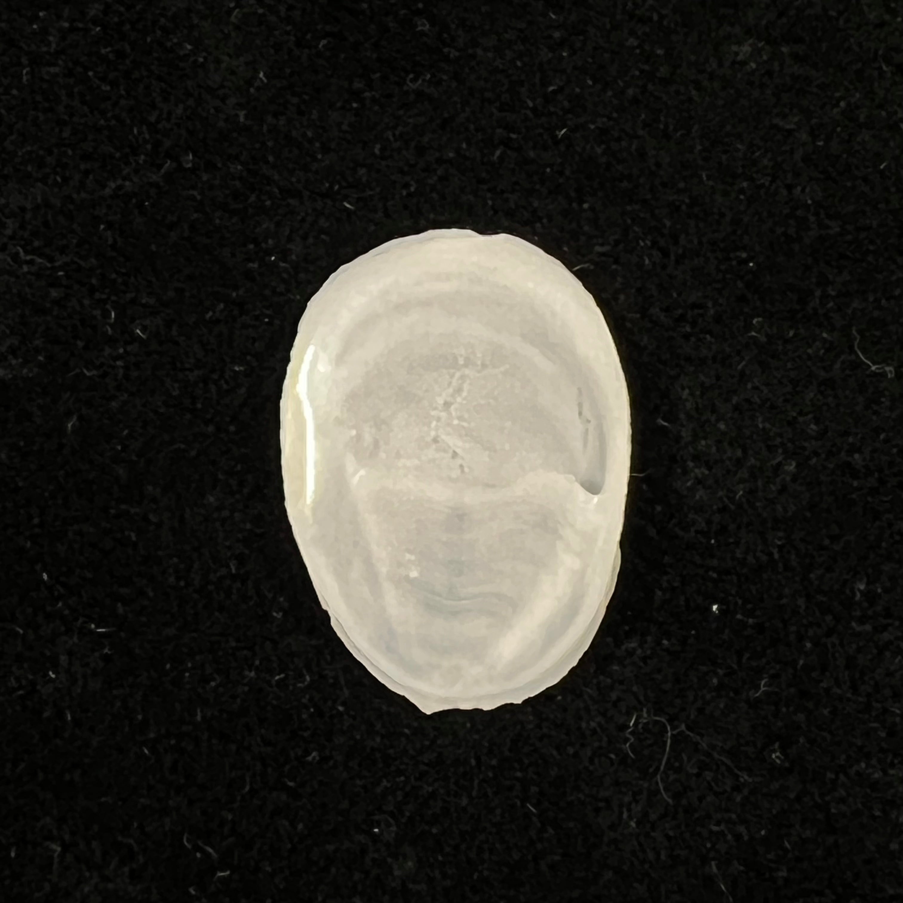 Crepidula plana Say, 1822 - 24,1mm
