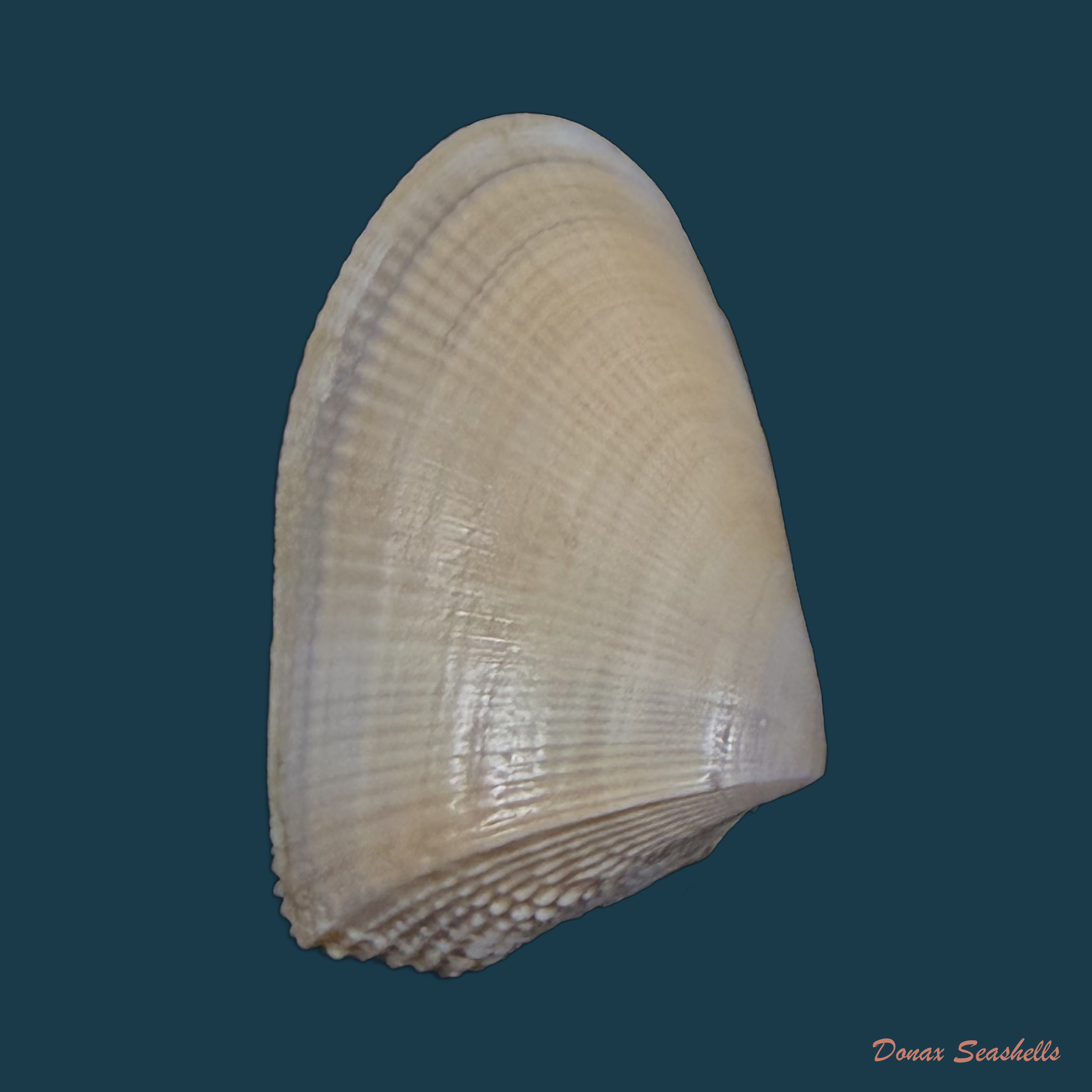 Donax hanleyanus R. A. Philippi, 1847 - 29,9mm
