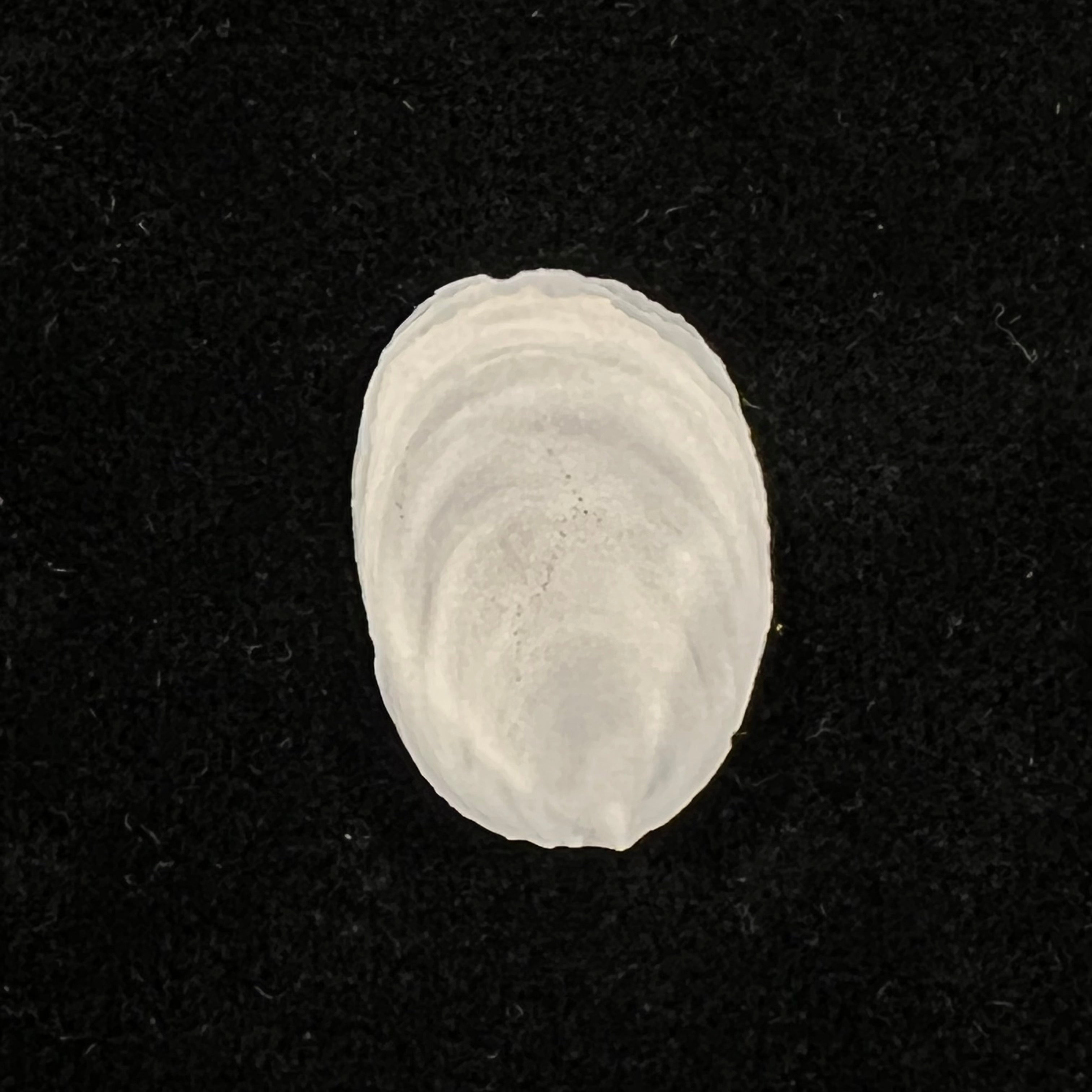 Crepidula plana Say, 1822 - 24,1mm