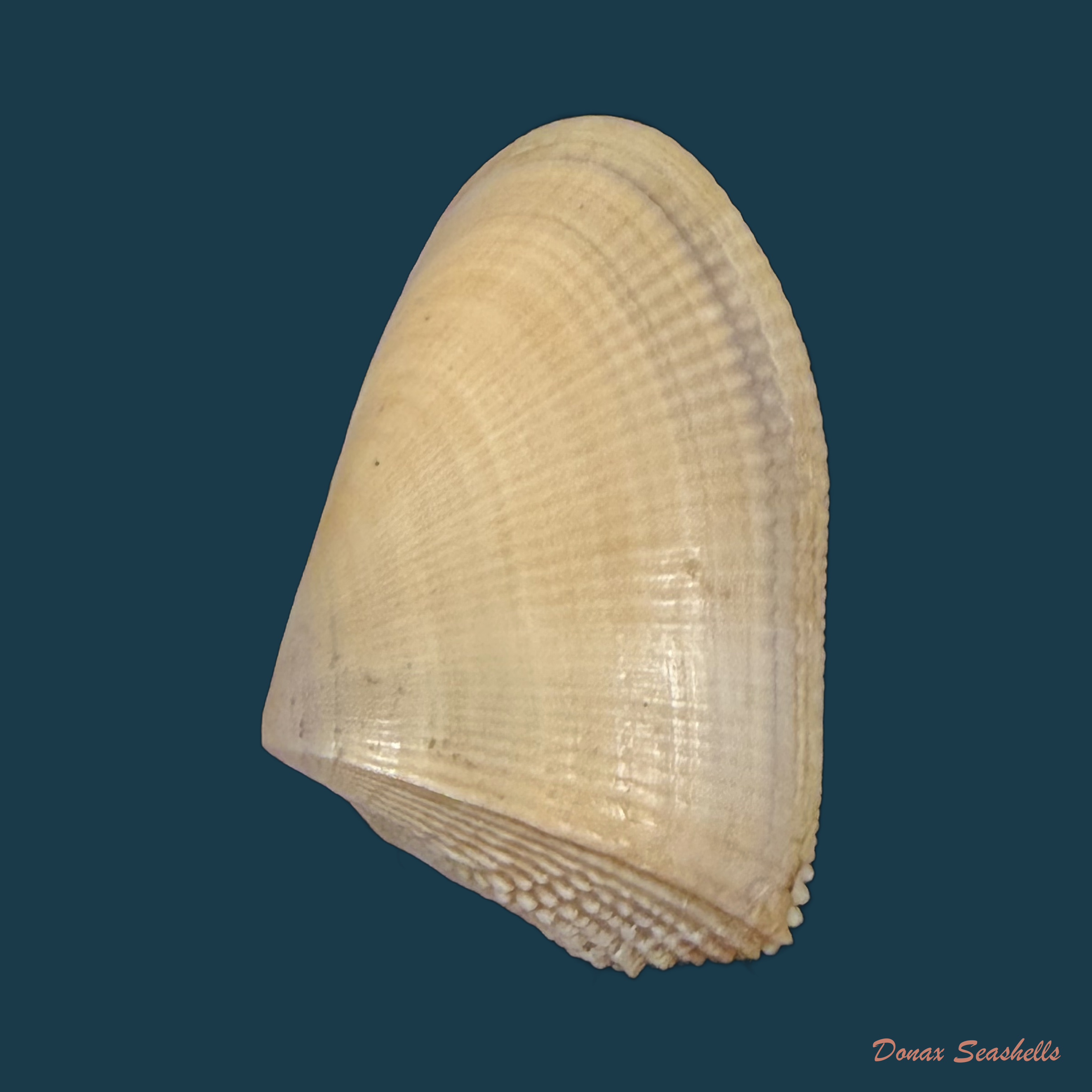 Donax hanleyanus R. A. Philippi, 1847 - 29,9mm