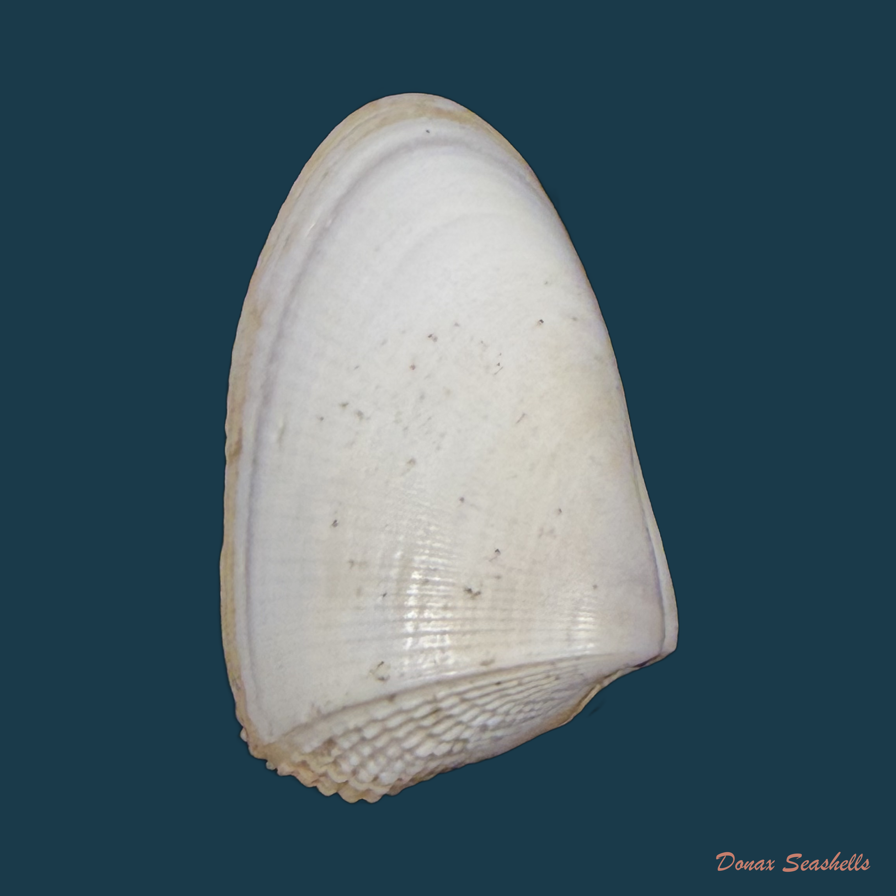 Donax hanleyanus R. A. Philippi, 1847 - 29,2mm