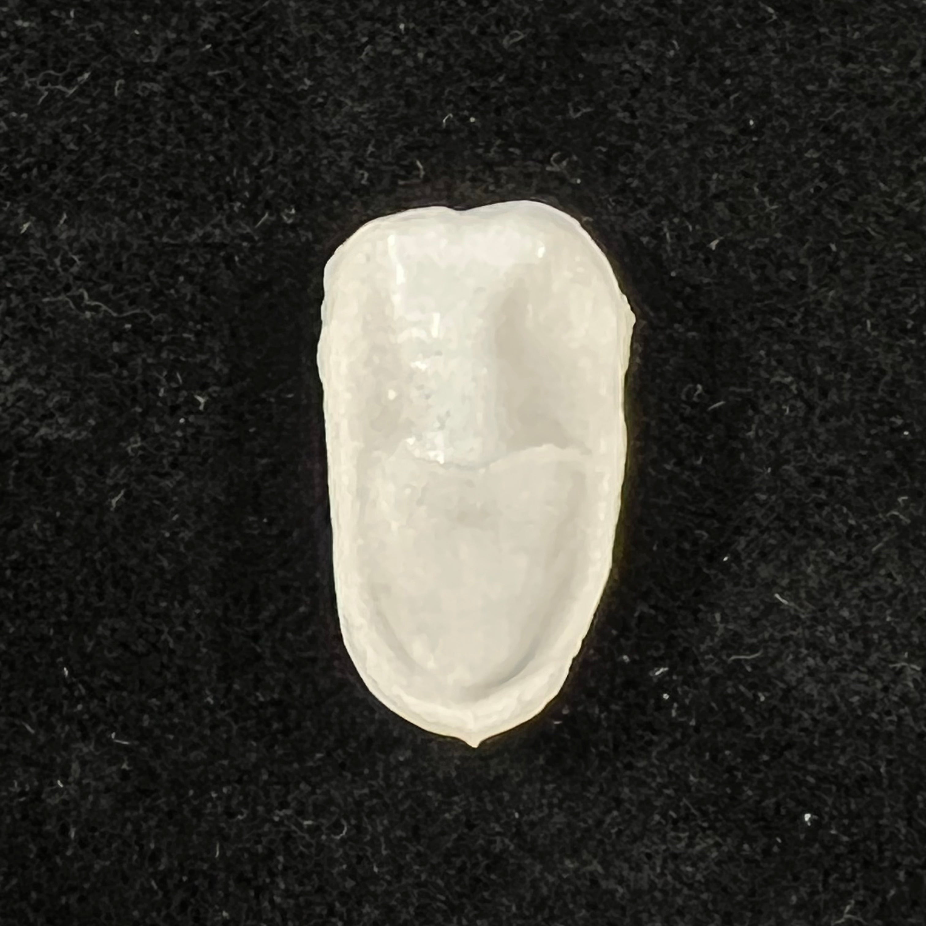 Crepidula plana Say, 1822 - 24,3mm
