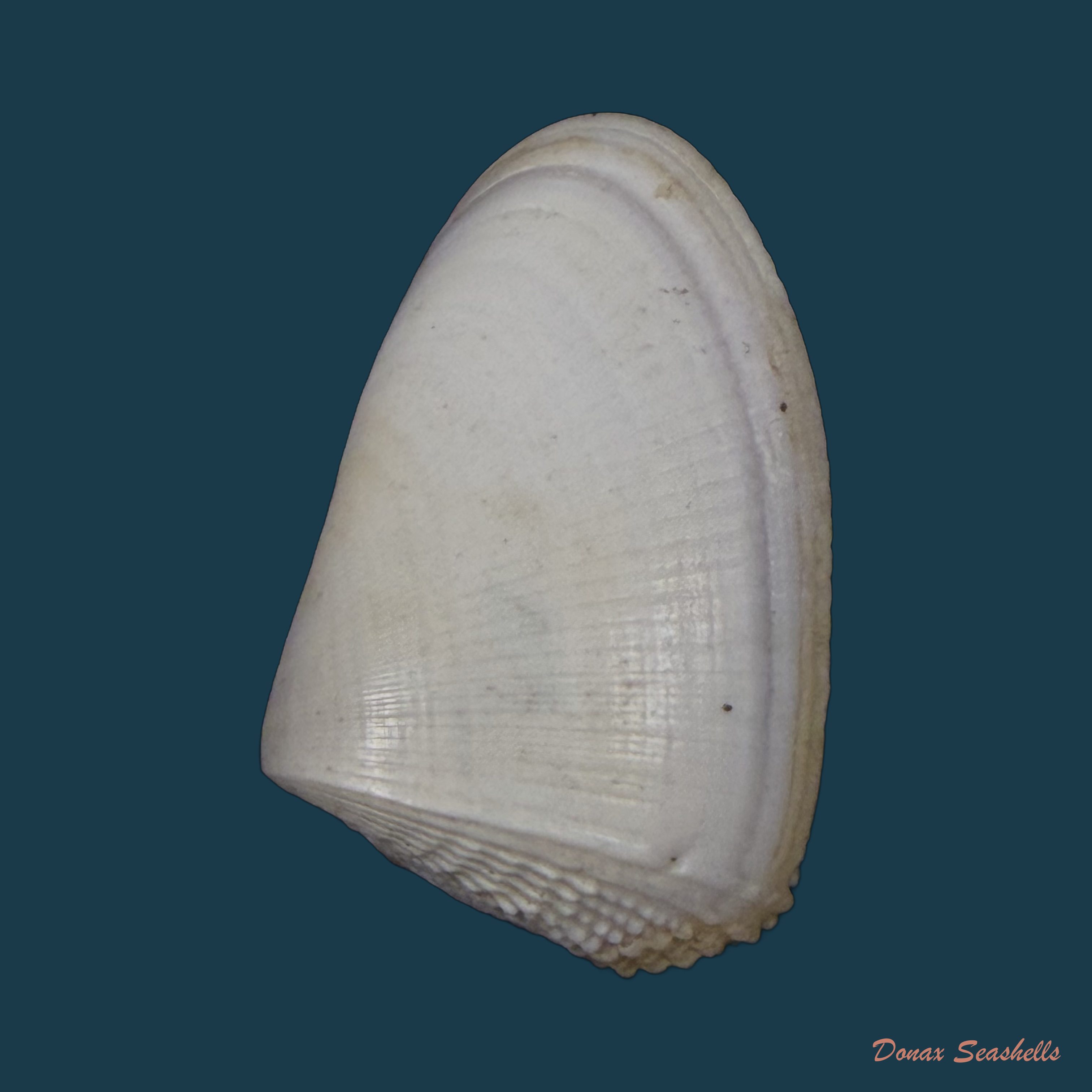 Donax hanleyanus R. A. Philippi, 1847 - 29,2mm