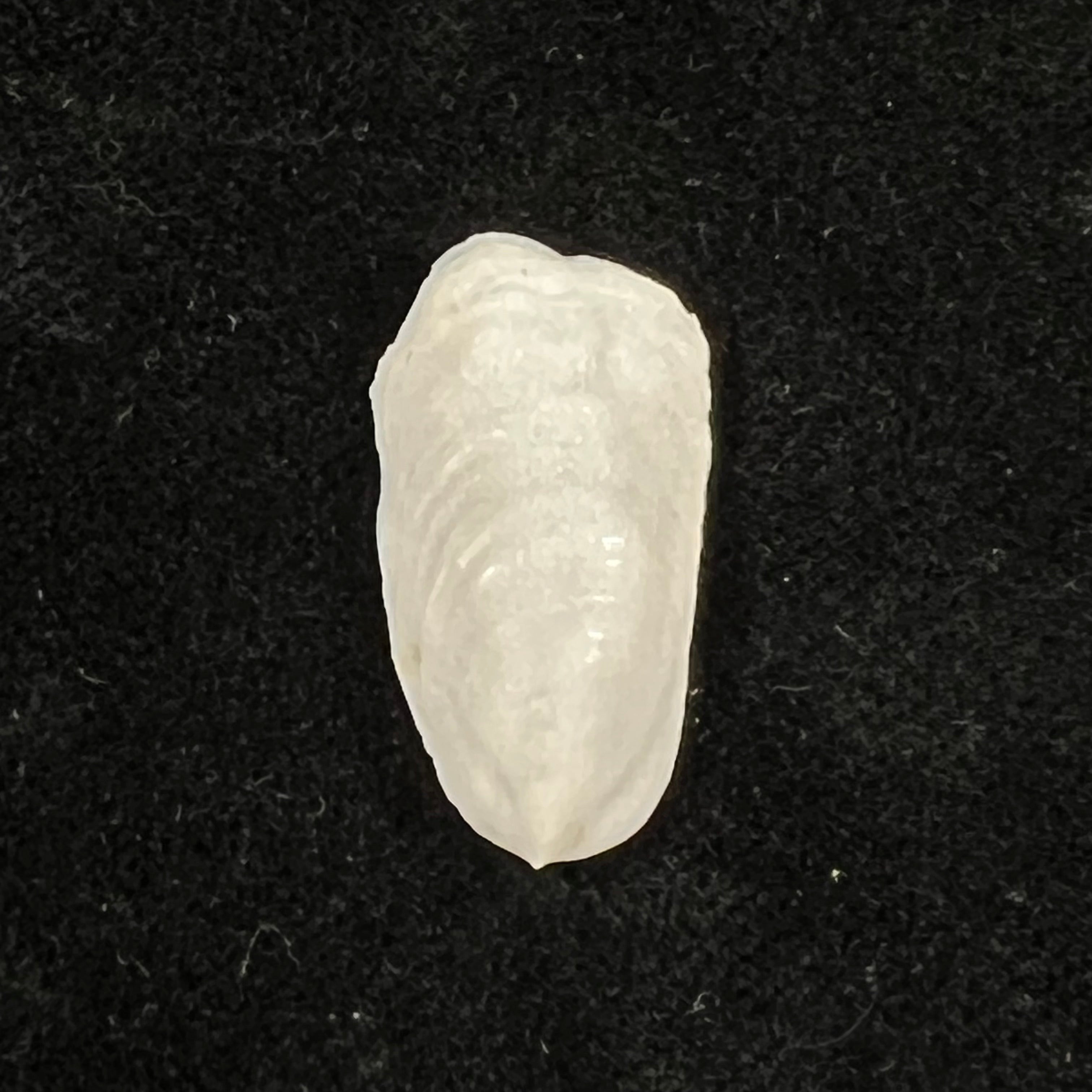 Crepidula plana Say, 1822 - 24,3mm