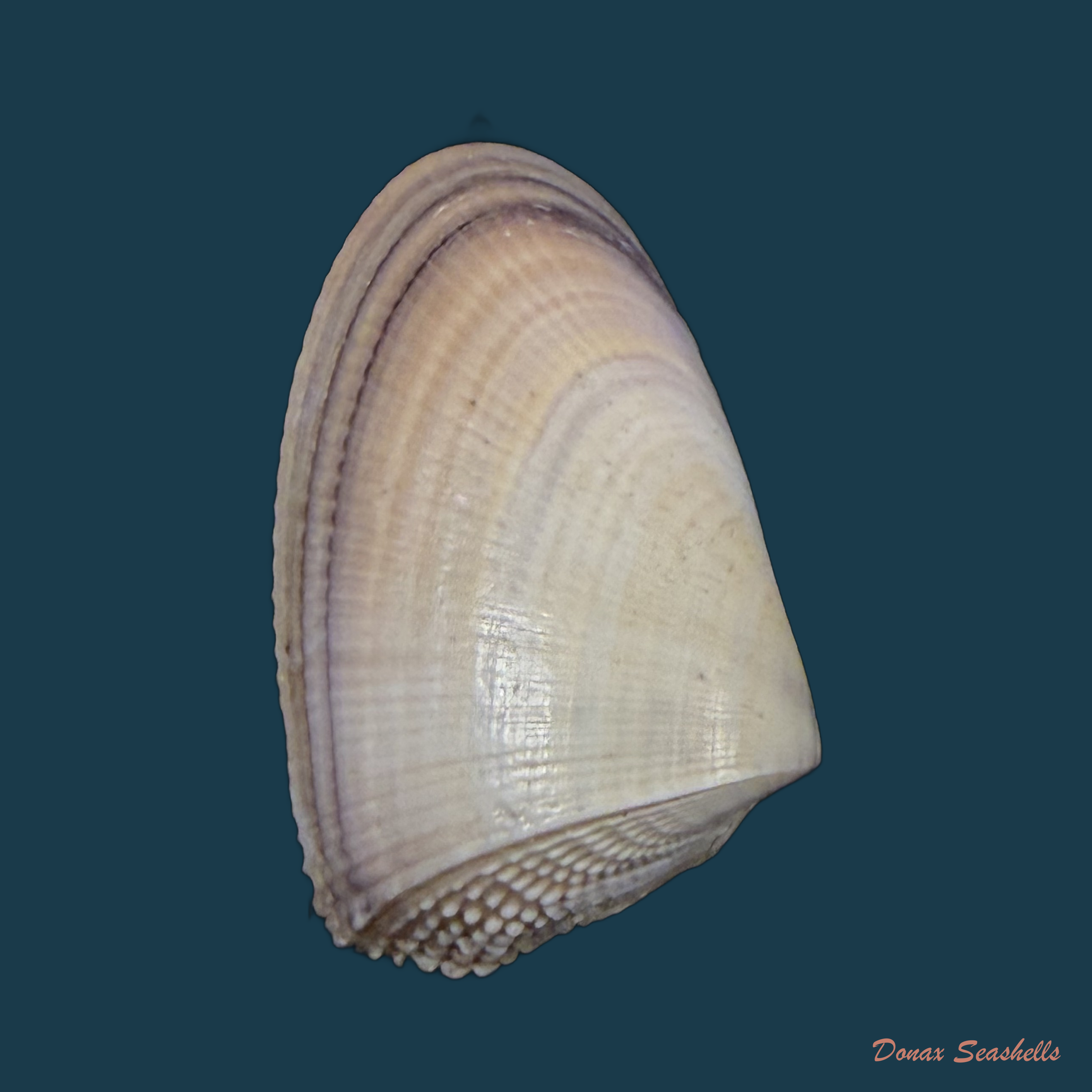 Donax hanleyanus R. A. Philippi, 1847 - 29,1mm